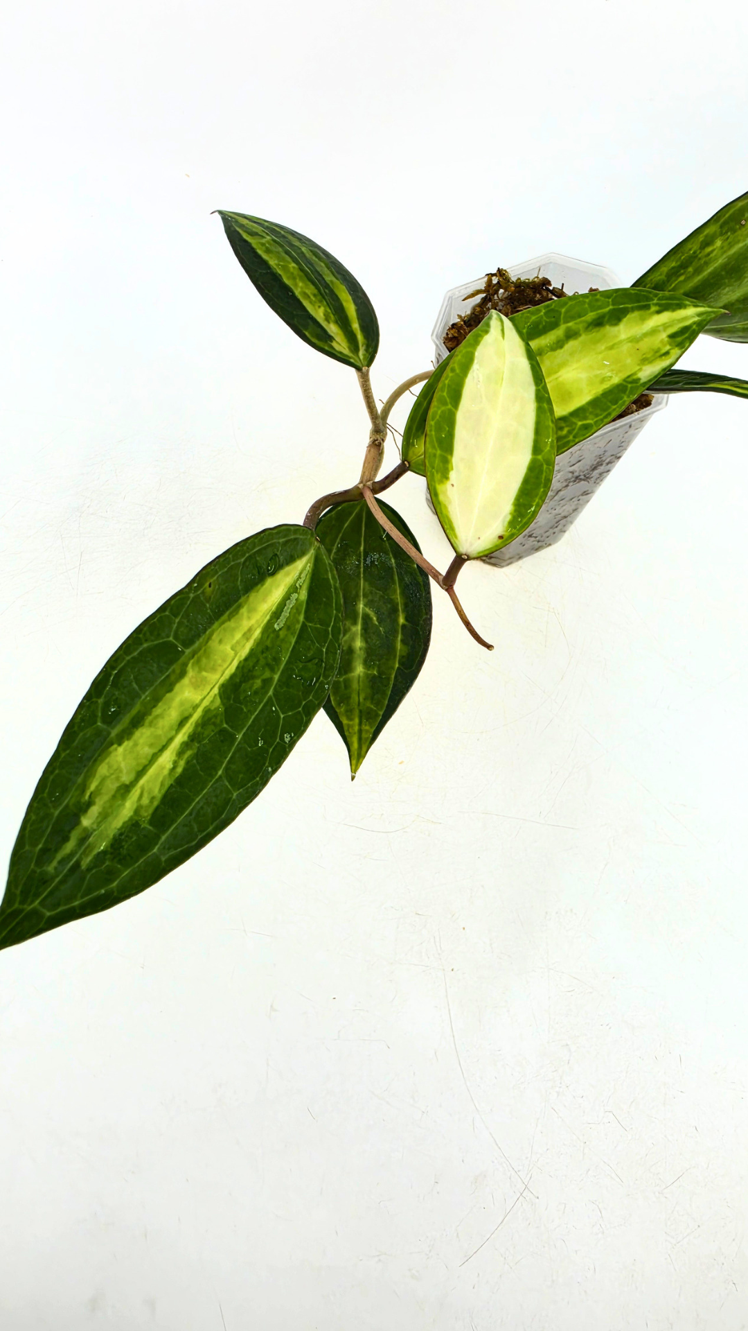Rare waxplant Hoya Macrophylla Pot of Gold available for sale at rare indoor plant shop The Leaf Gallery in Perth, Western Australia
