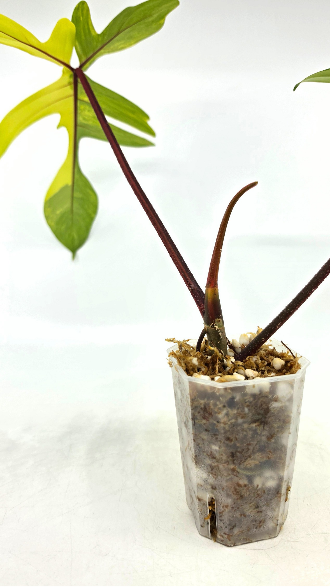 Rare indoor plant Philodendron Florida Beauty Varigated available at rare plant shop The Leaf Gallery in Perth, Western Australia