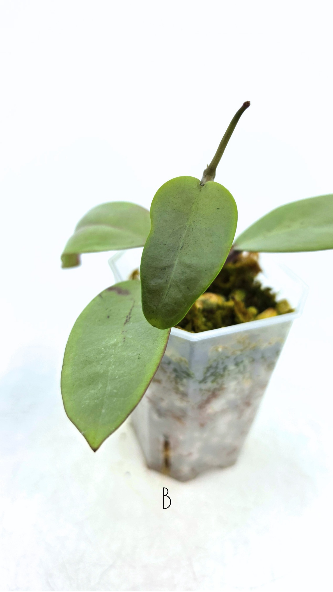 Rare waxplant Hoya Silver Dollar available for sale at rare indoor plant shop The Leaf Gallery in Perth, Western Australia