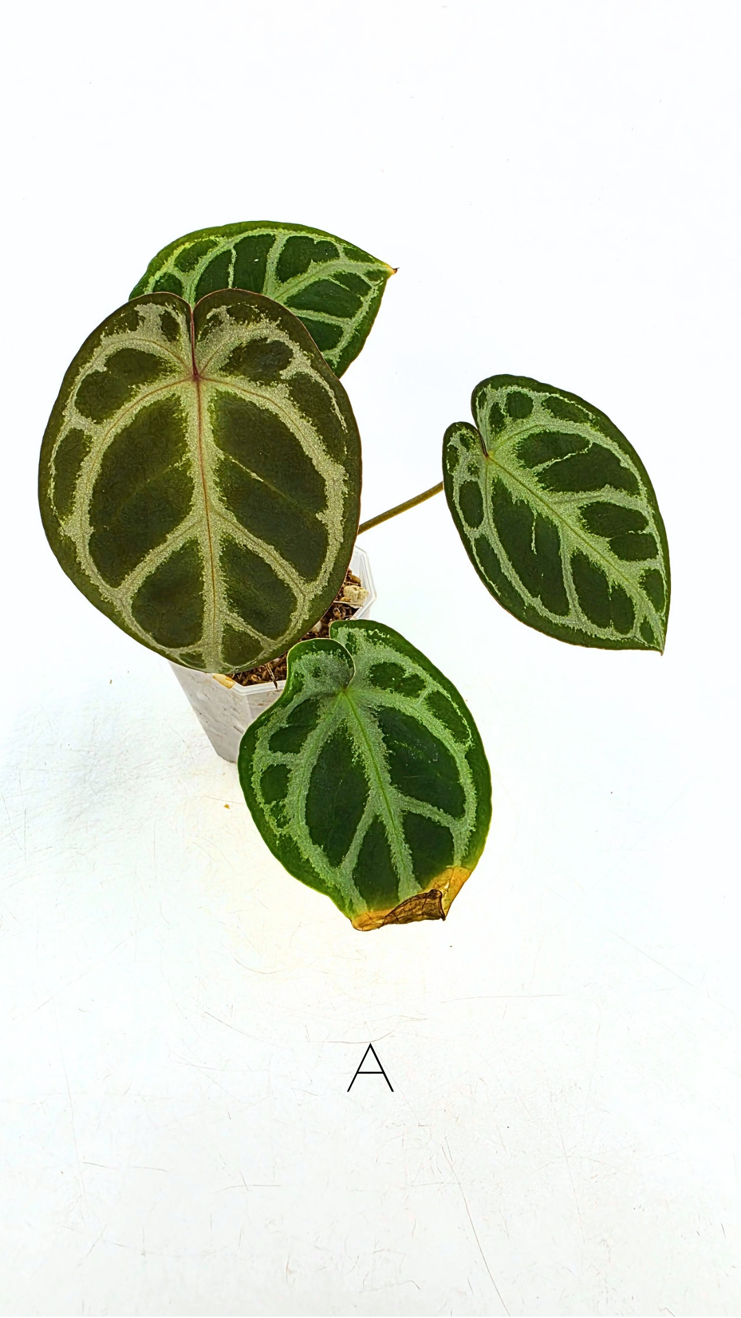 Rare anthurium hybrid Anthurium red dorayaki mutation with Anthurium Michelle by The Leaf Gallery in Perth, Western Australia