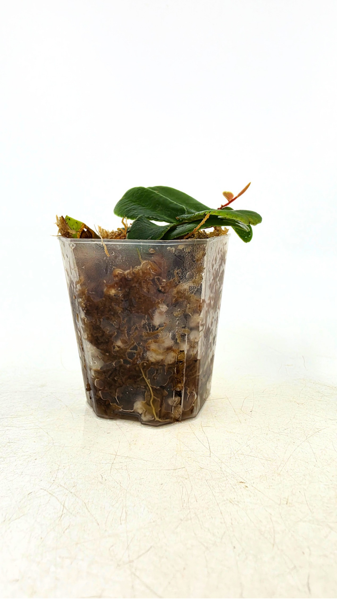 Rare shinggling terrarium plant Marcgravia Sintenisii or Rainbow Marcgravia availabe for sale at rare plant shop The Leaf Gallery in Perth, Western Australia
