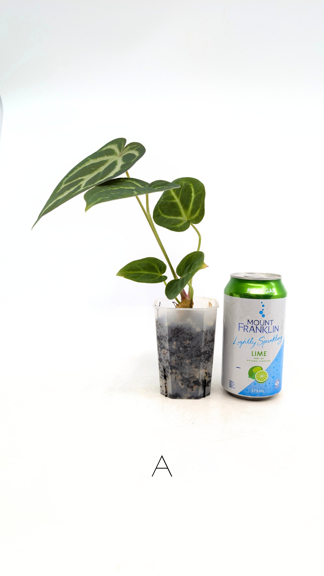 Rare indoor plant Anthurium Magnificum available for sale at rare house plant shop The Leaf Gallery in Perth, Western Australia