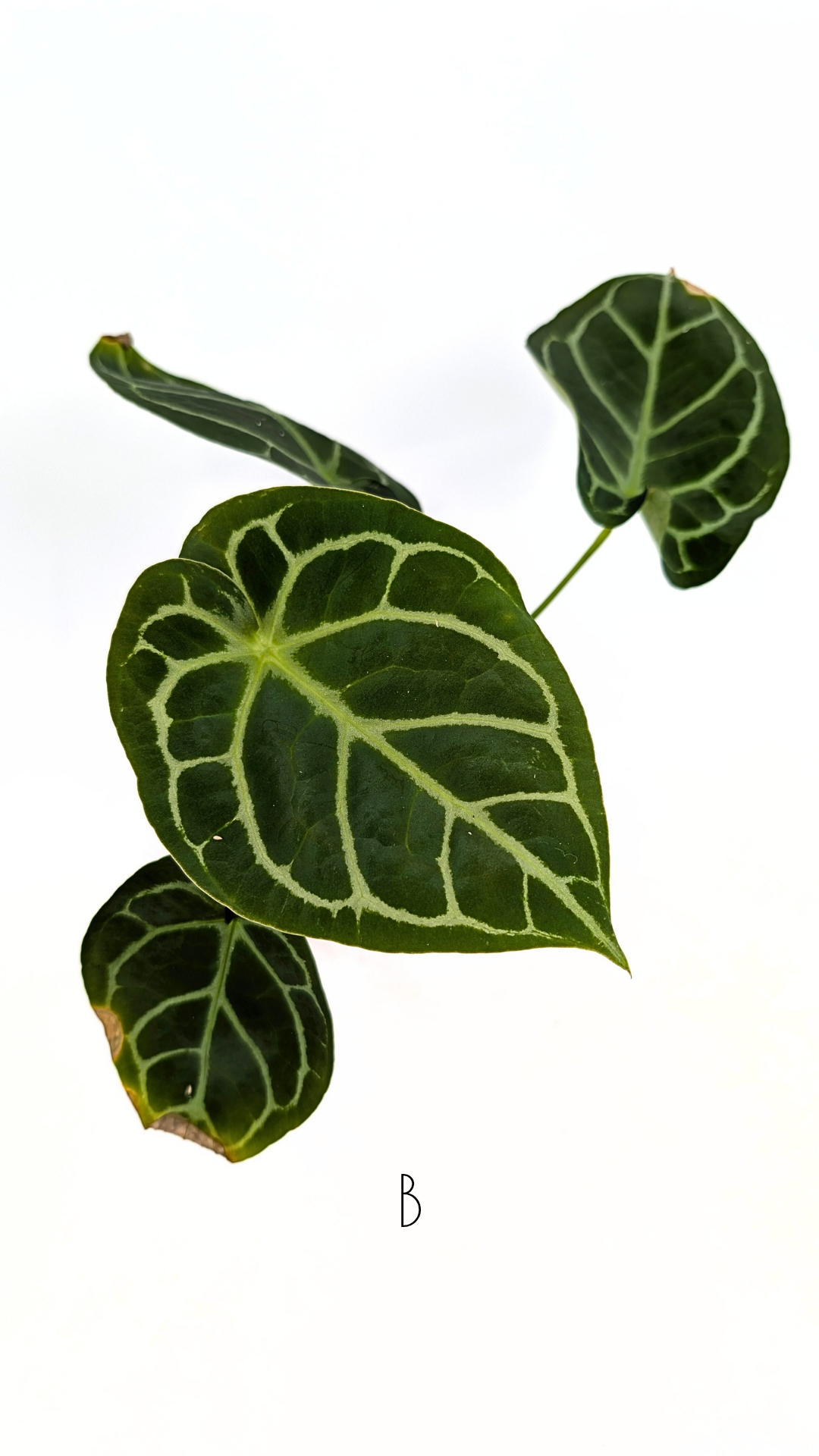 Rare Anthurium hybrid Dark Forgetii X Silver Blush available for sale at rare indoor plant shop The Leaf Gallery in Perth, Western Australia