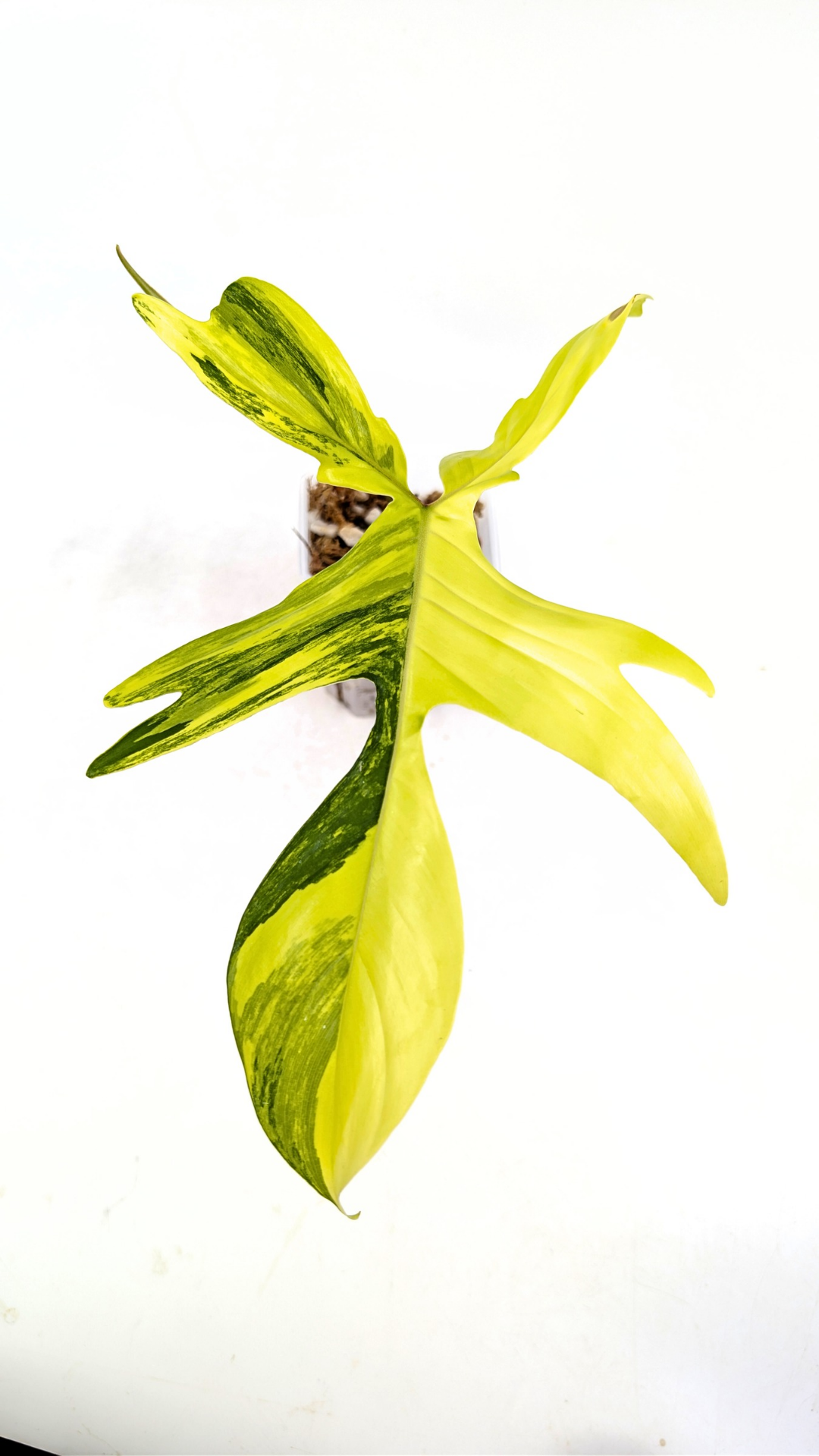 Rare indoor plant Philodendron Florida Beauty Varigated available at rare plant shop The Leaf Gallery in Perth, Western Australia