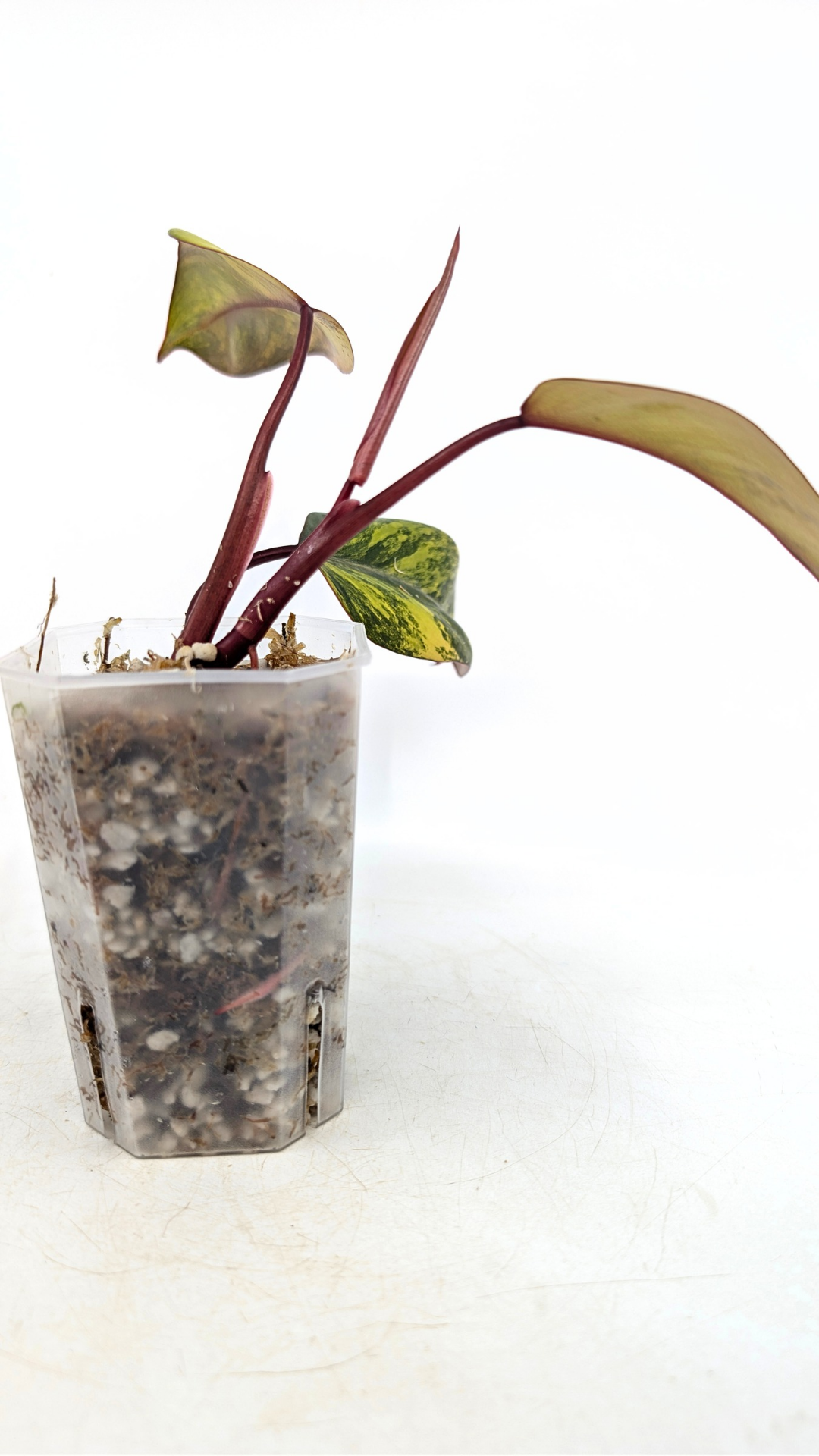 Rare indoor plant Philodendron Strawberry Shake grown and propagated by rare plant shop The Leaf Gallery in Perth, Western Australia