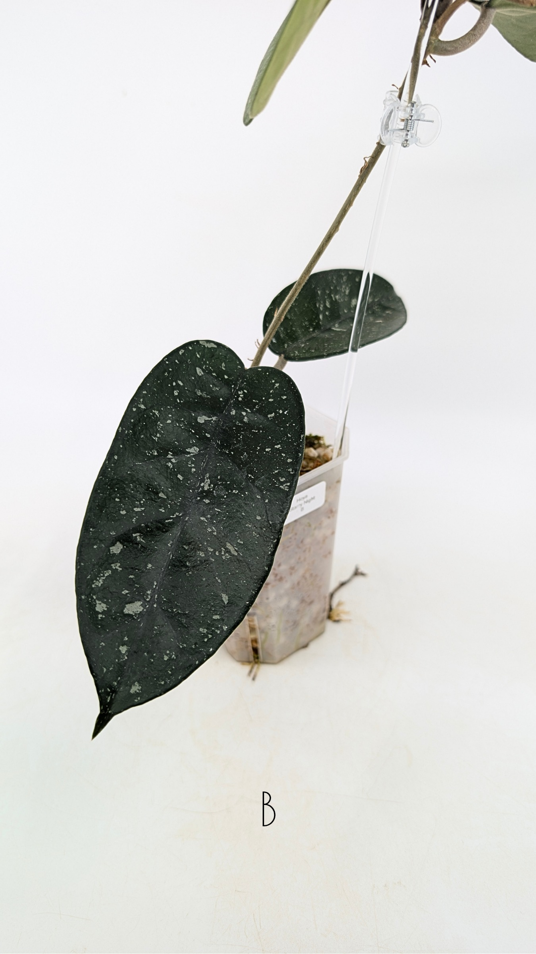 Rare waxplant Hoya Starry Night available for sale at The Leaf Gallery in Perth, Western Australia