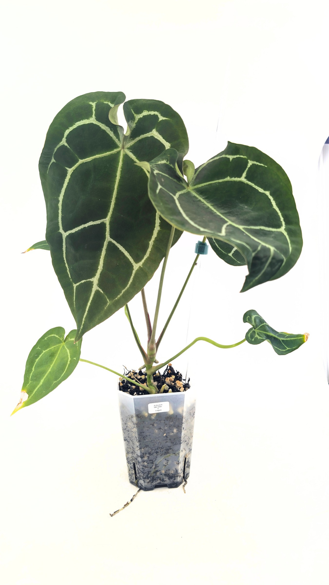 Rare indoor plant Anthurium SKG Silver with Anthurium Forgetii hybrid available at rare plant shop The Leaf Gallery in Perth, Western Australia