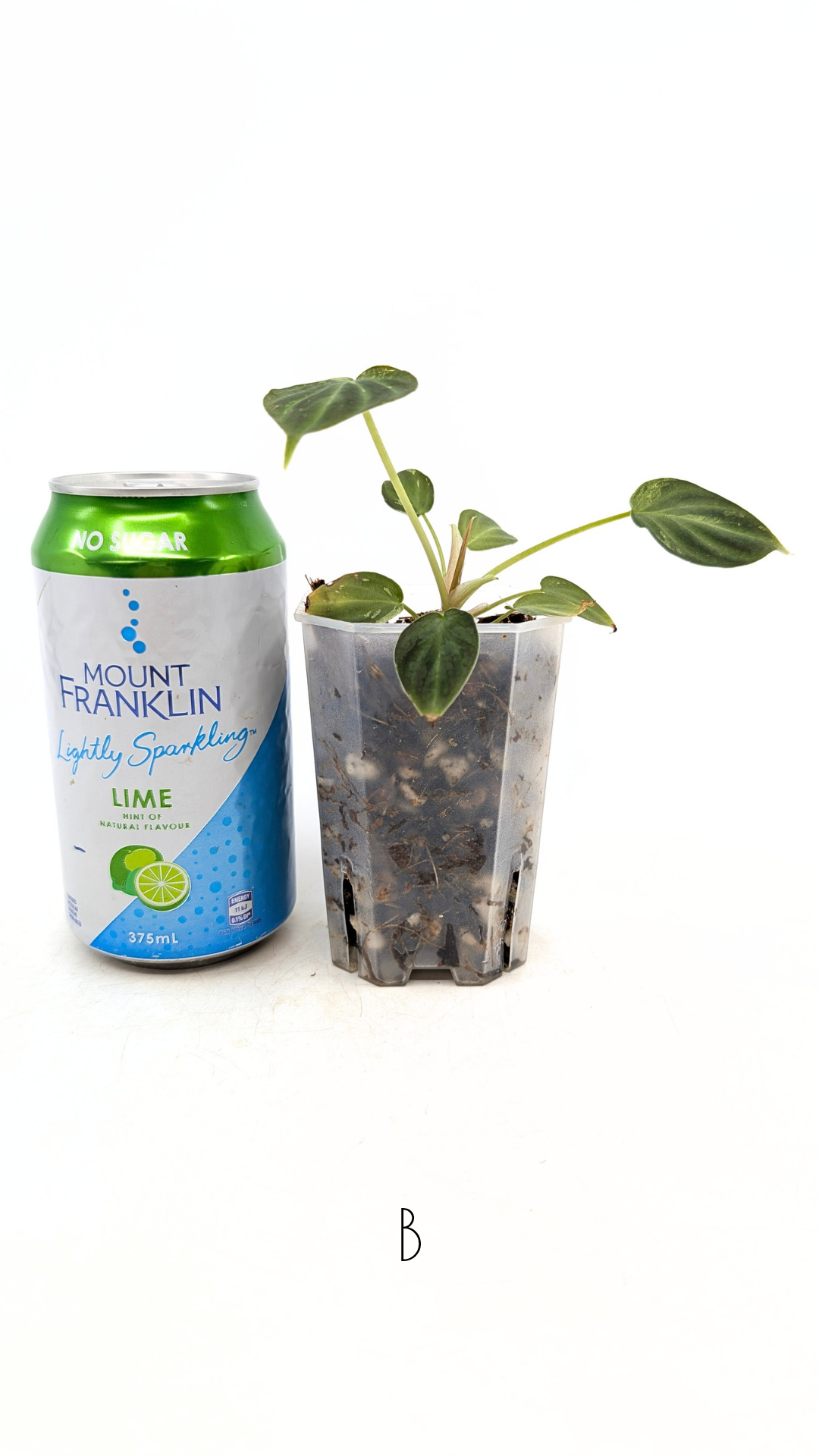 Rare indoor plant Philodendron Verrucusom Mint Variegated available for sale at rare house plant shop The Leaf Gallery in Perth, Western Australia