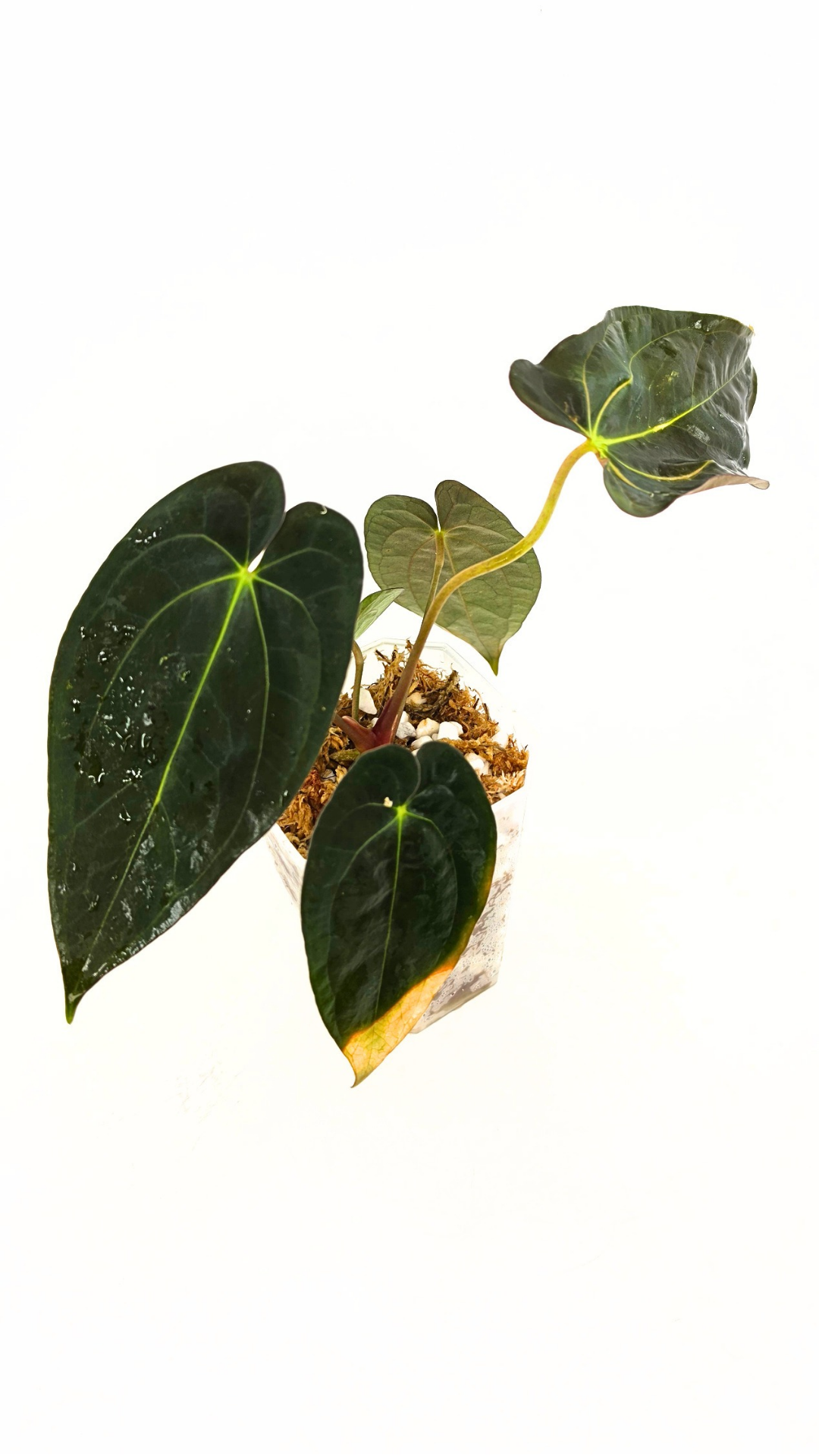 Rare indoor plant Anthurium Papillilaminum pure clone available from rare house plant shop The Leaf Gallery in Perth, Western Australia