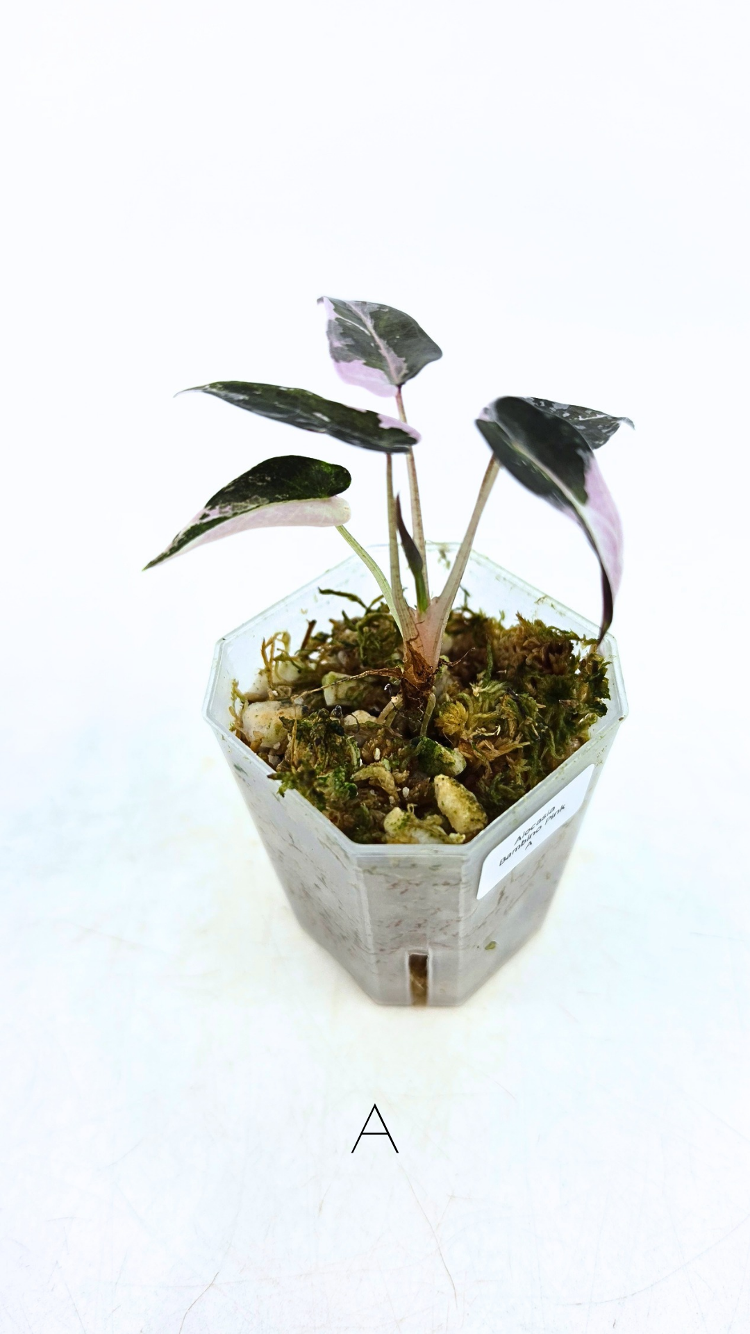 Rare indoor plant Alocasia Amazonica Bambino Pink TC plantlets available for sale at rare houseplant shop The Leaf Gallery in Perth, Western Australia