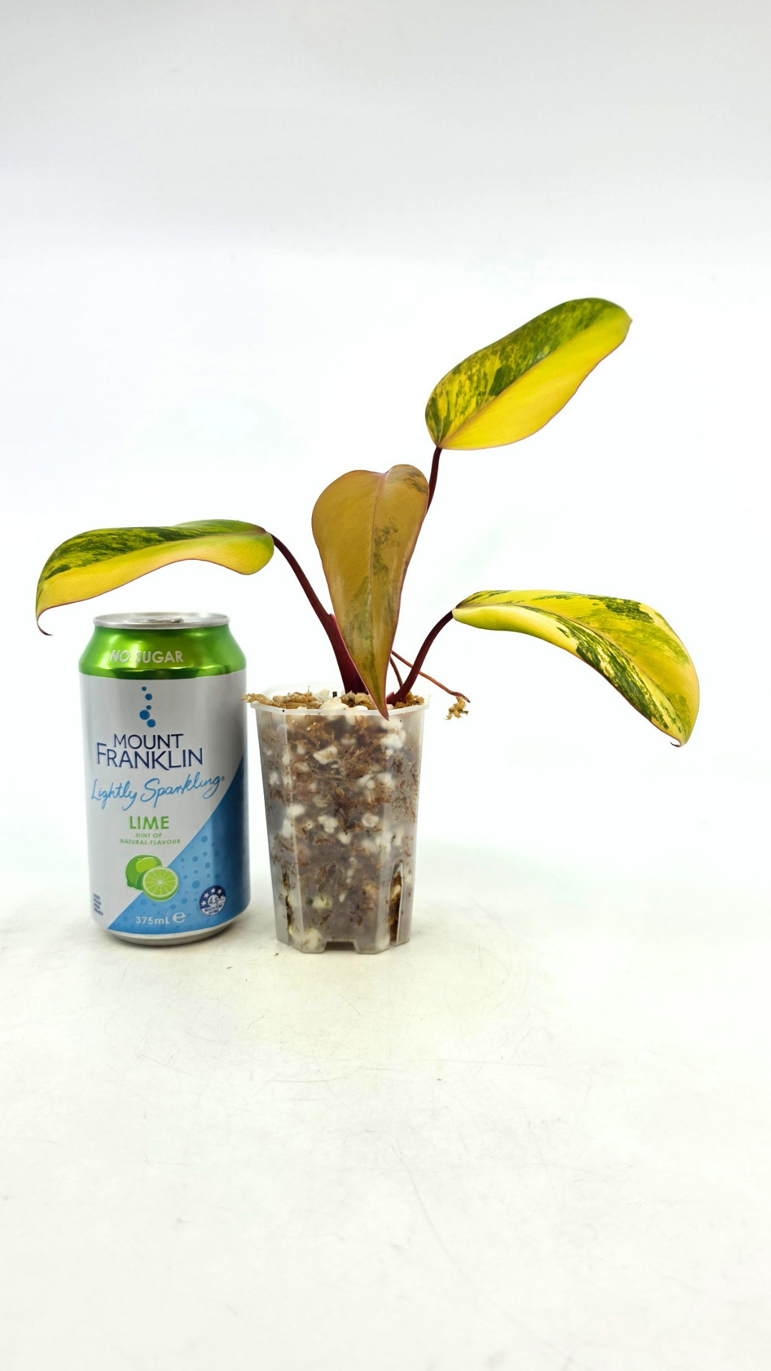 Rare indoor plant Philodendron Strawberry Shake grown and propagated by rare plant shop The Leaf Gallery in Perth, Western Australia