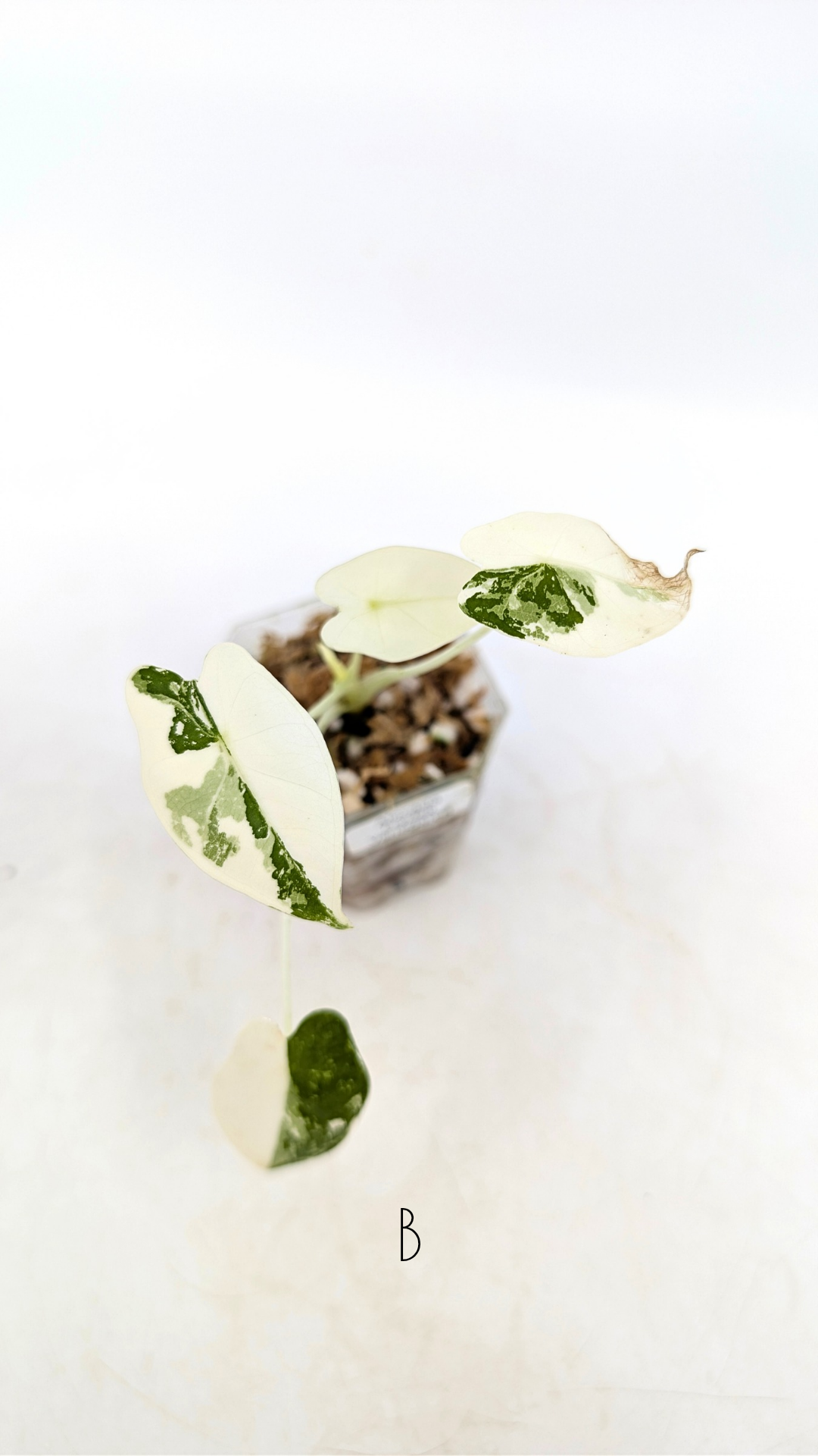 Rare indoor plant Alocasia Frydek Variegated available for sale at rare house plant shop The Leaf Gallery in Perth, Western Australia