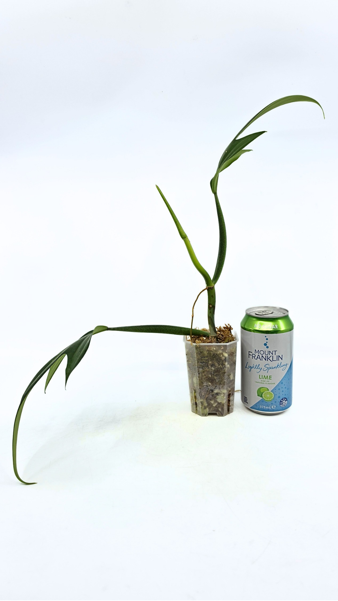 Rare indoor plant Philodendron Panduriforme available for sale at rare house plant shop The Leaf Gallery in Perth, Western Australia.