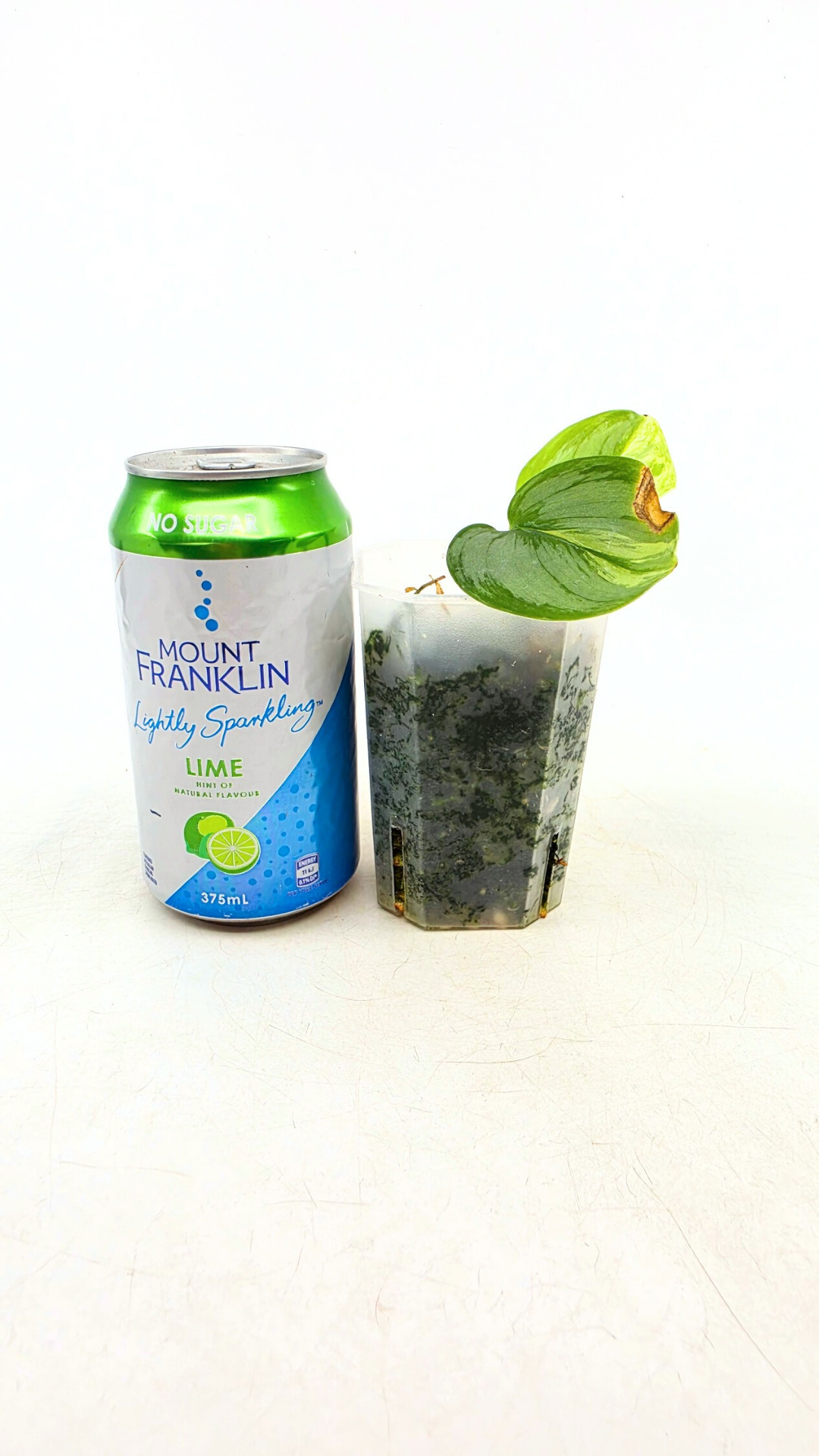 Rare houseplant Scindapsus Treubii Moonlight Aurea Variegated (Rubicon) available at rare indoor plant shop The Leaf Gallery in Perth, Western Australia