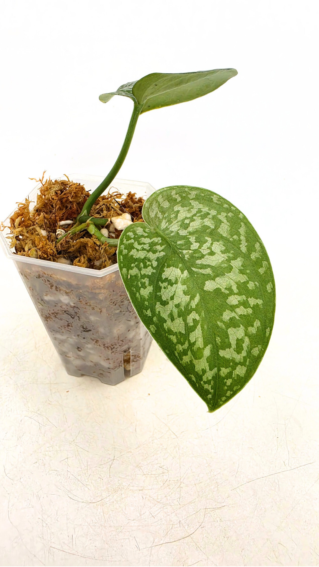 Rare indoor plant Scindapsus Dark Splash available for sale by rare houseplant shop The Leaf Gallery in Perth, Western Australia