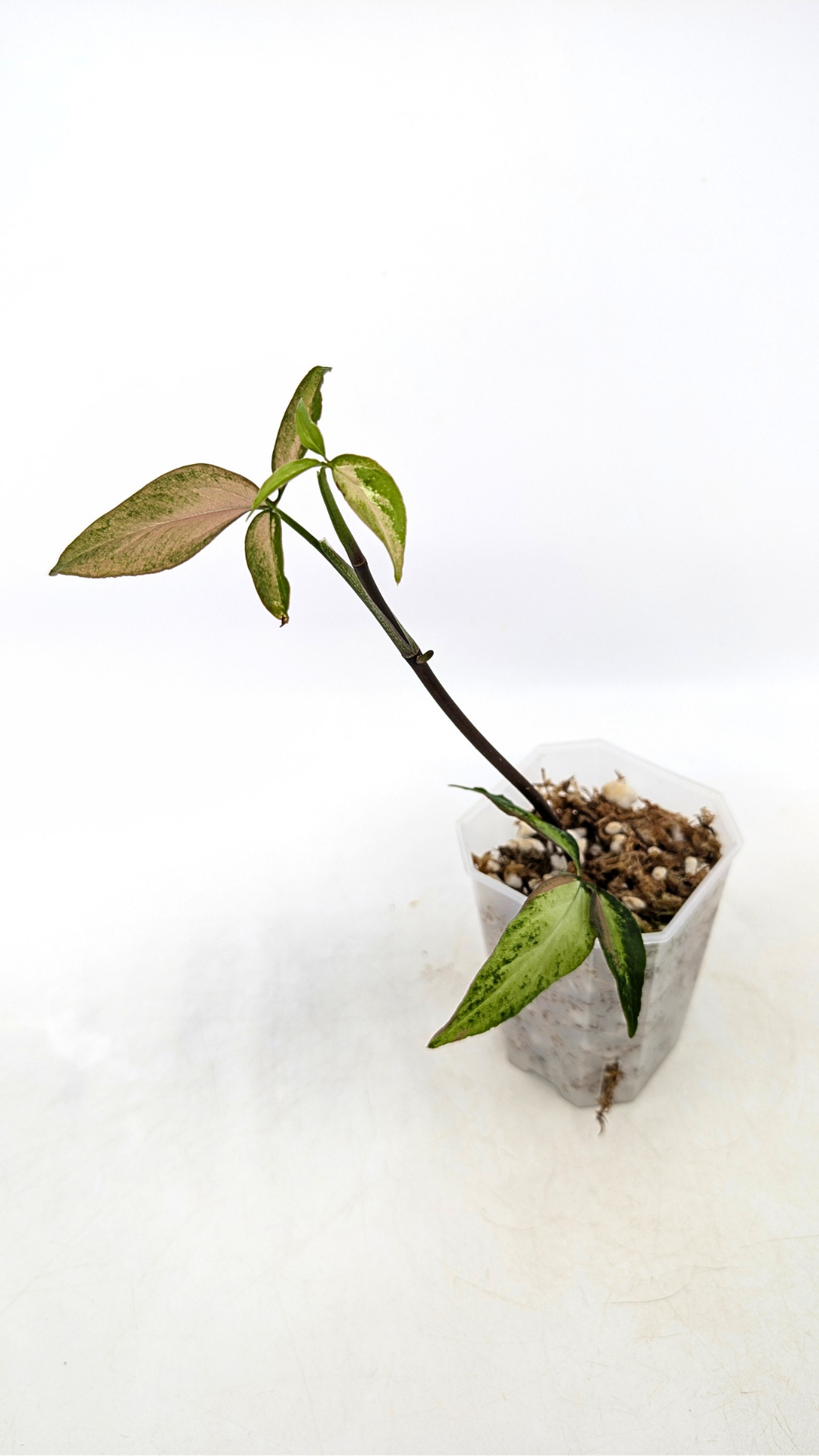 Rare plant Syngonium Redspot Tricolour available from rare plant shop The Leaf Gallery in Perth, Western Australia