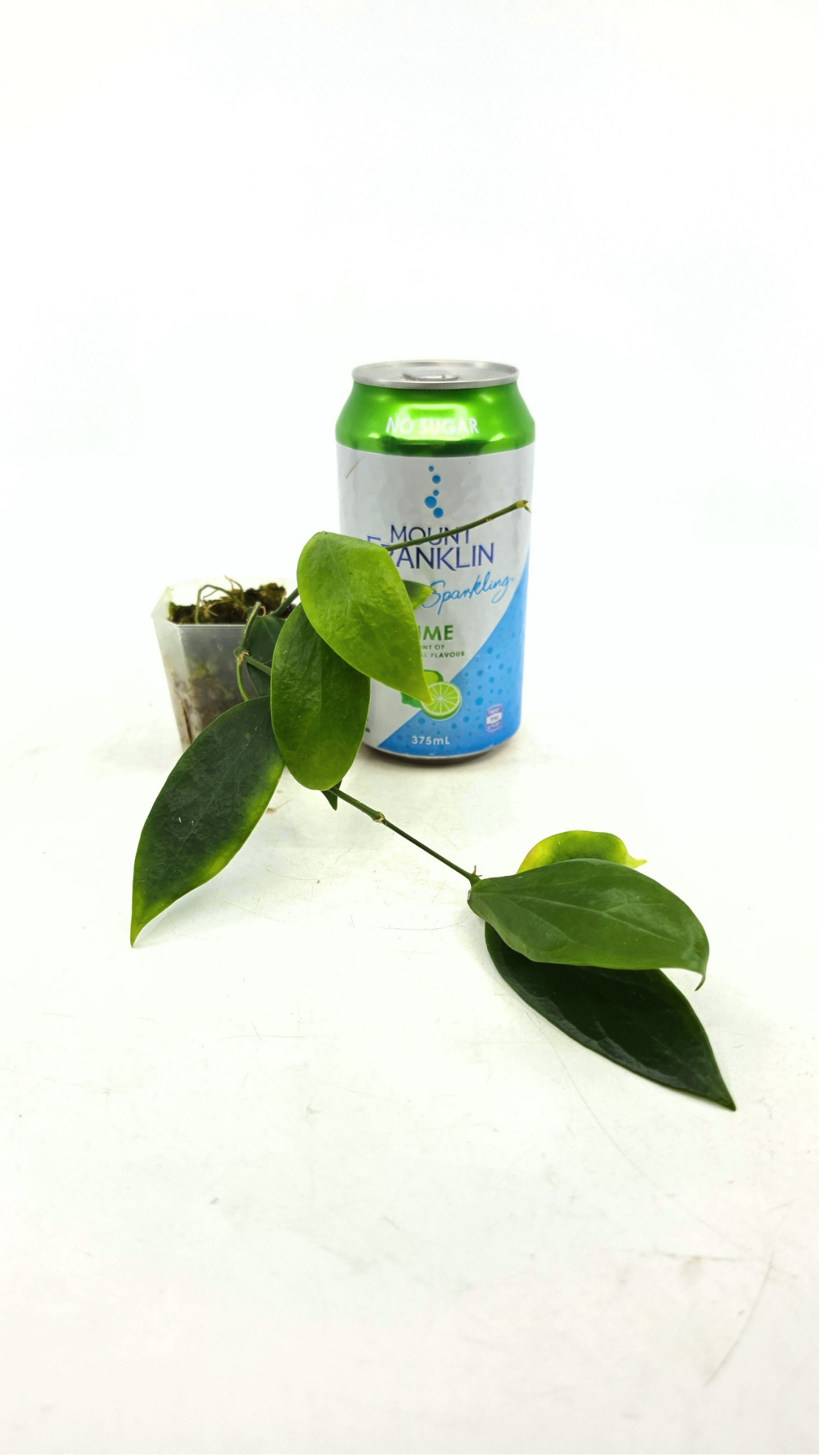 Uncommon waxplant Hoya Flavida Mt Gallego available for sale at rare plant shop The Leaf Gallery in Perth, Western Australia