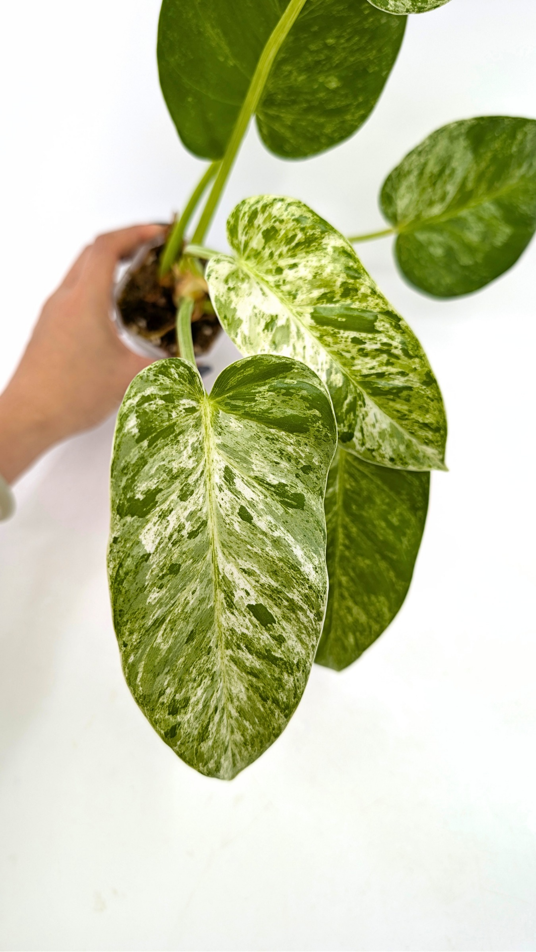 Rare indoor plant Philodendron Giganteum Blizzard Varigated by rare plant shop The Leaf Gallery in Perth, Western Australia