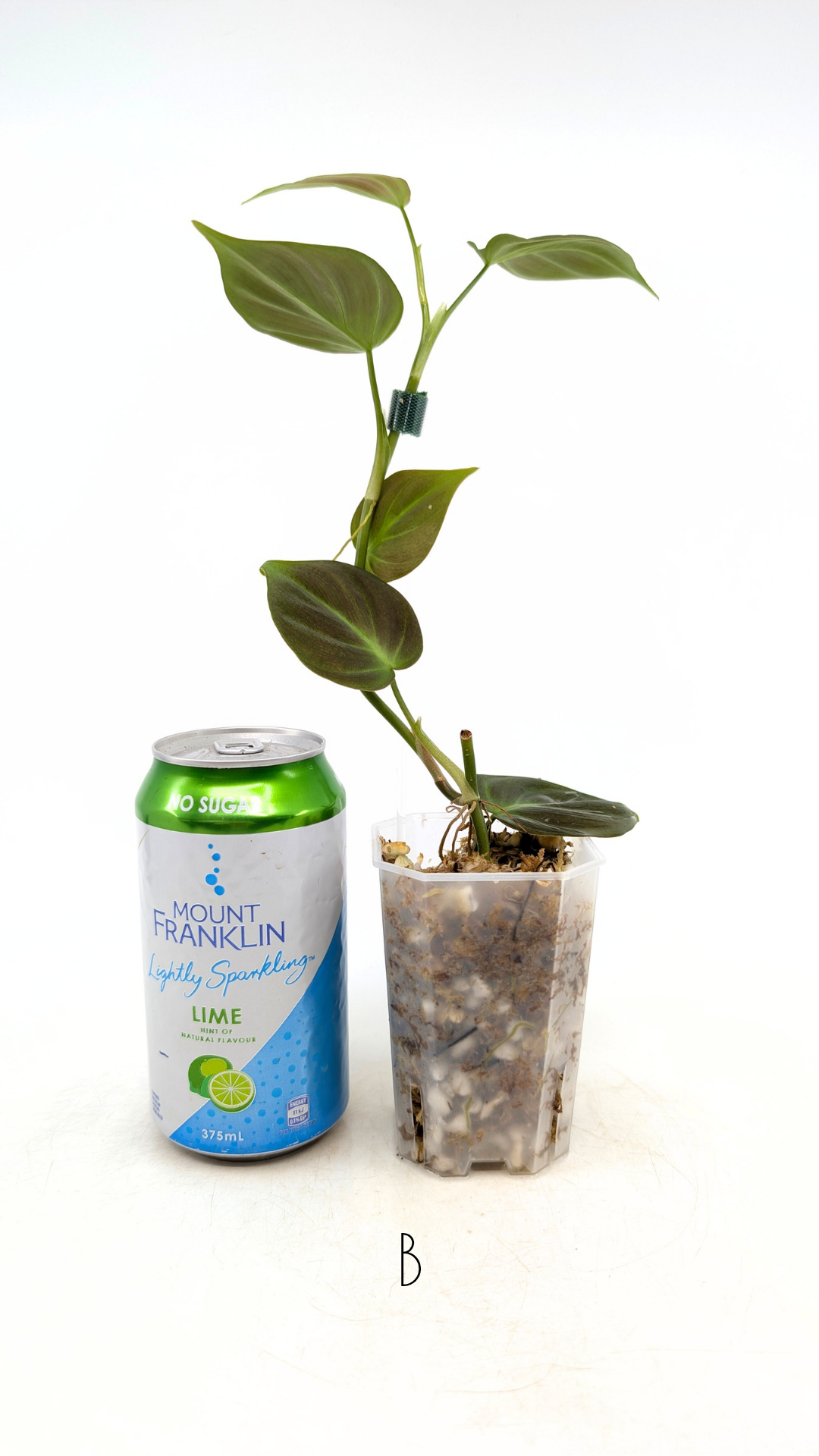 Uncommon indoor plant Philodendron Camposportoanum available for sale at rare house plant shop The Leaf Gallery in Perth, Western Australia