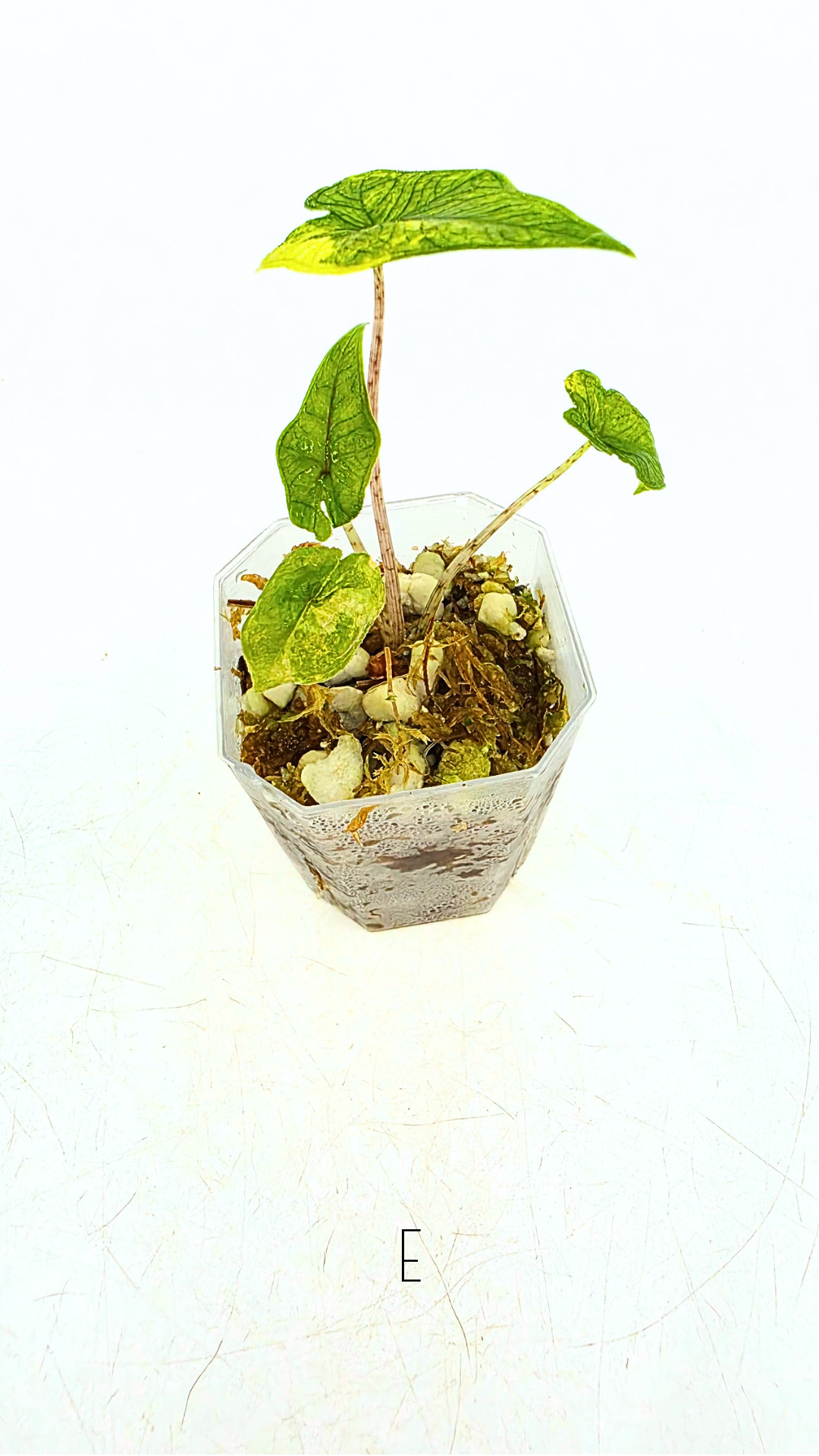 Rare indoor plannt Alocasia Jacklyn Variegated available for sale at rare house plant shop The Leaf Gallery in Perth, Western Australia.