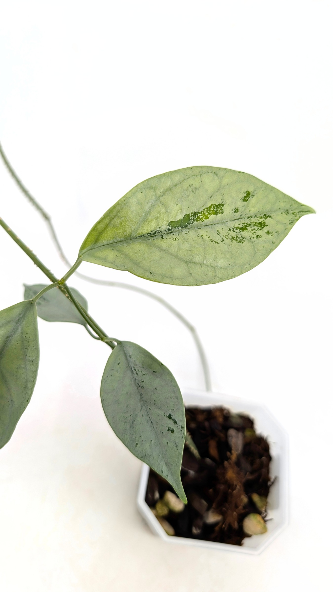 Rare waxplant Hoya Coriacea Silver available for sale at rare indoor plant shop The Leaf Gallery in Perth, Western Australia