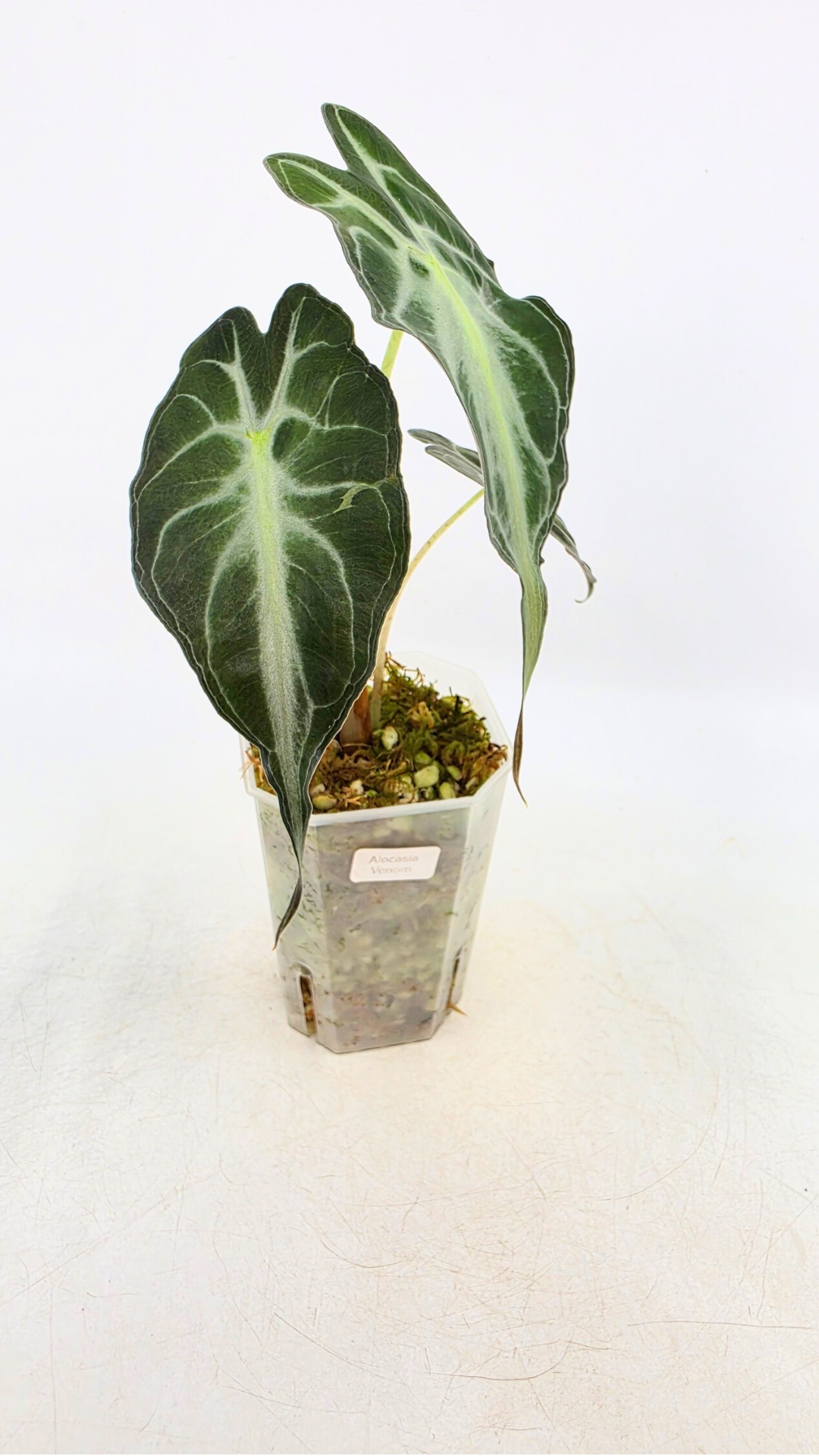 Rare indoor plant Alocasia Venom available for sale at rare house plant shop The Leaf Gallery in Perth, Western Australia.