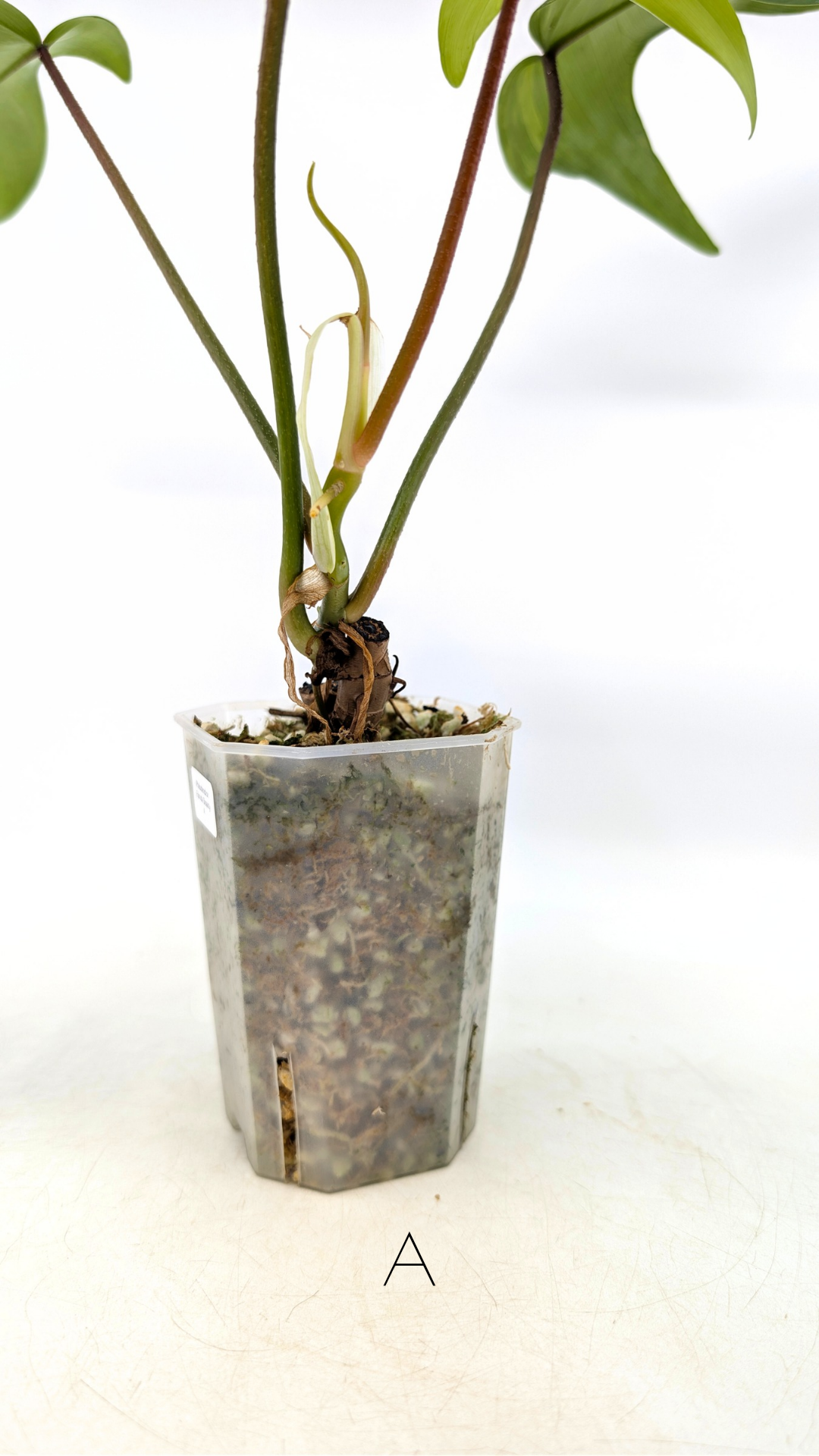 Rare indoor plant Philodendron Florida Beauty Varigated available at rare plant shop The Leaf Gallery in Perth, Western Australia