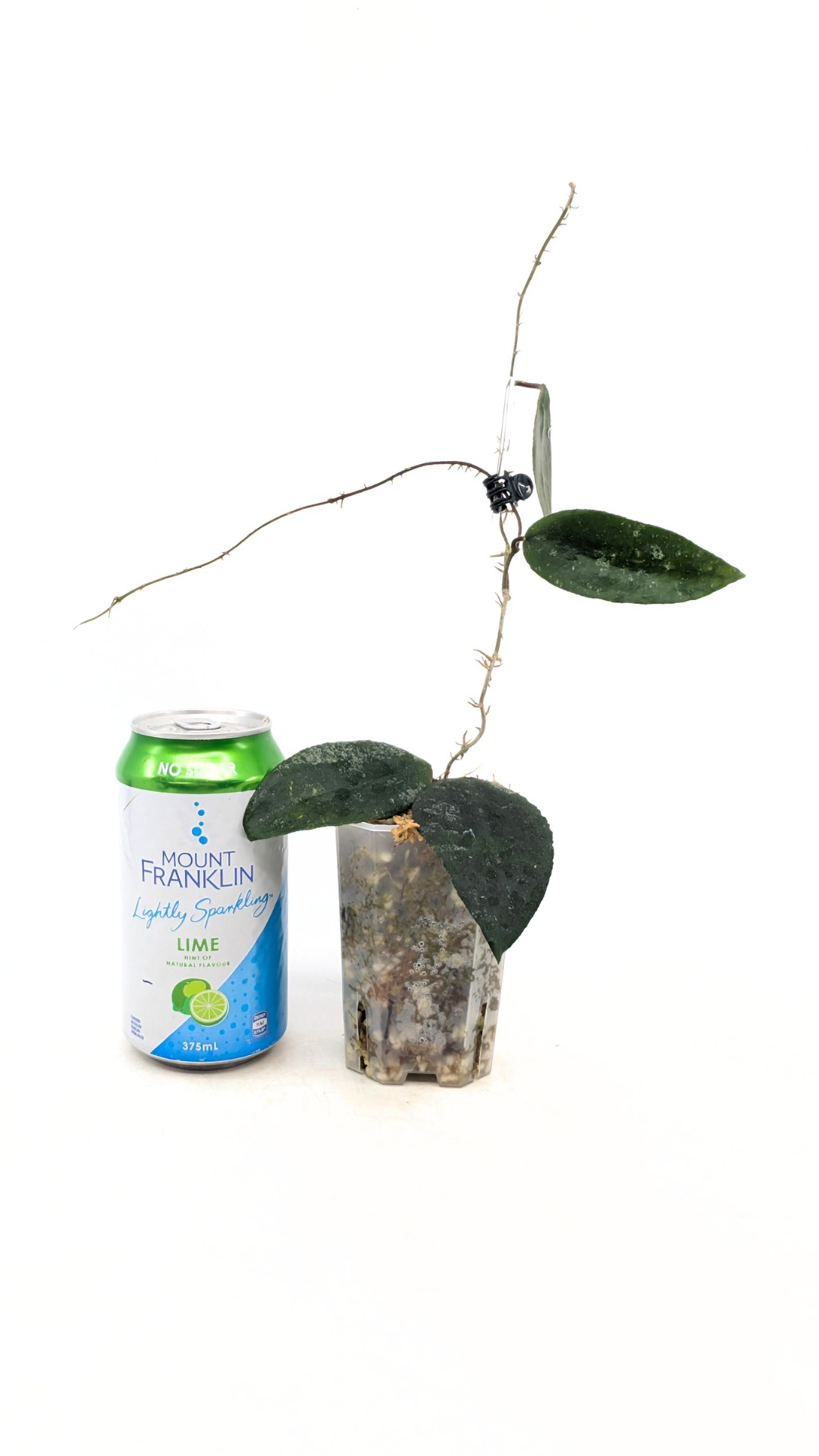 Rare Hoya Caudata Sumatra available for sale by rare indoor plant shop The Leaf Gallery in Perth, Western Australia