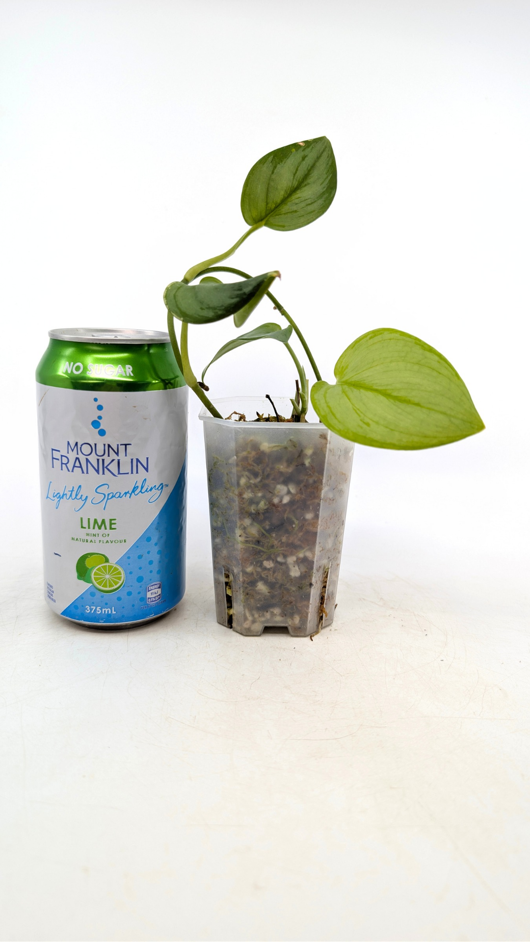 Rare indoor plant Scindapsus Treubii Moonlight available for sale at rare house plant shop The Leaf Gallery in Perth, Western Australia