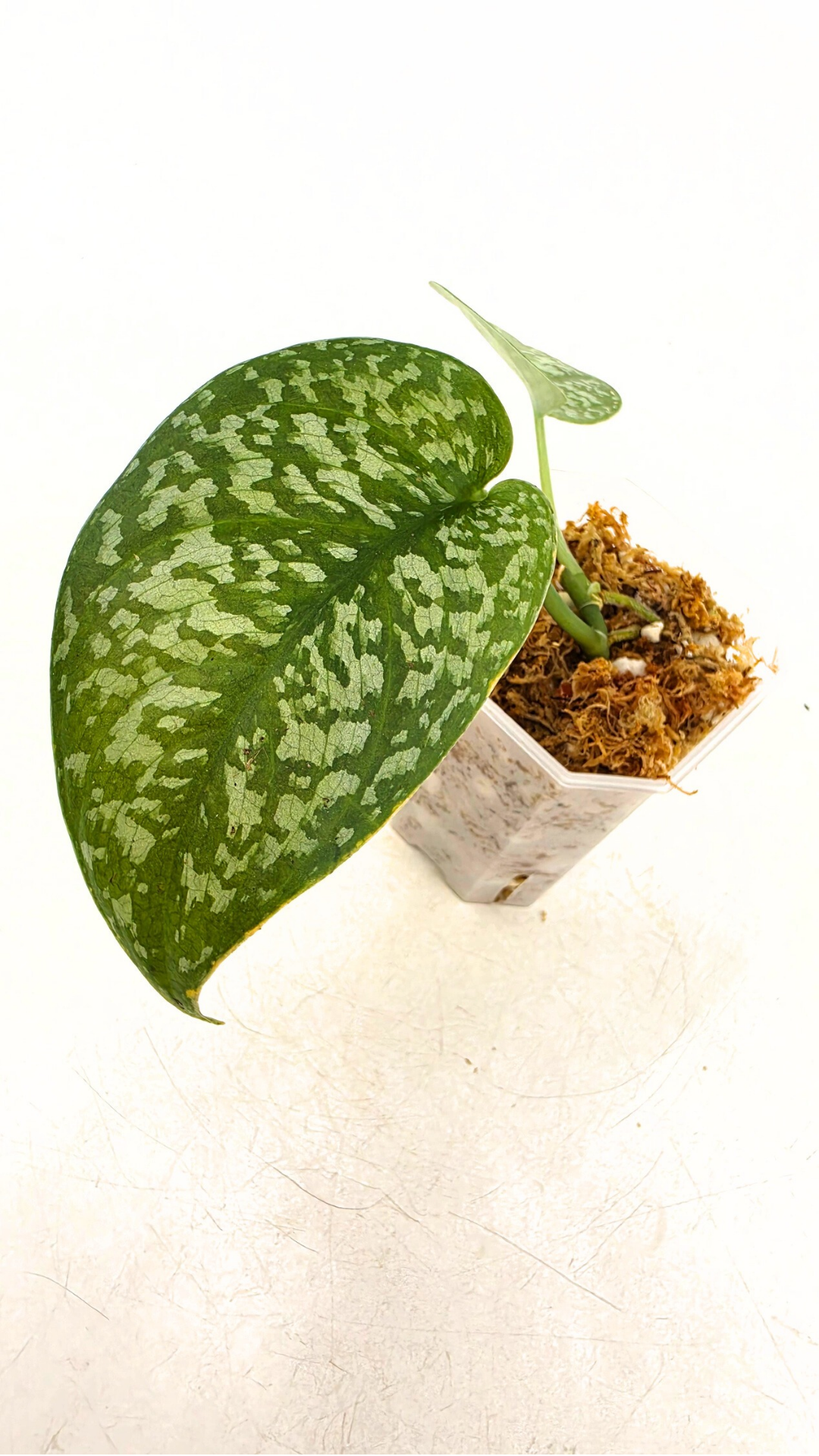 Rare indoor plant Scindapsus Dark Splash available for sale by rare houseplant shop The Leaf Gallery in Perth, Western Australia