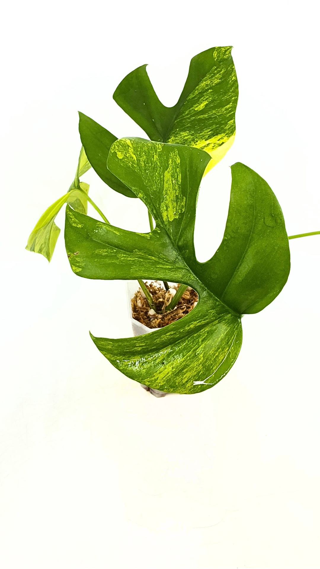 Rare indoor plant Raphidophora Tetrasperma Aurea for sale by rare plant shop The Leaf Gallery in Perth