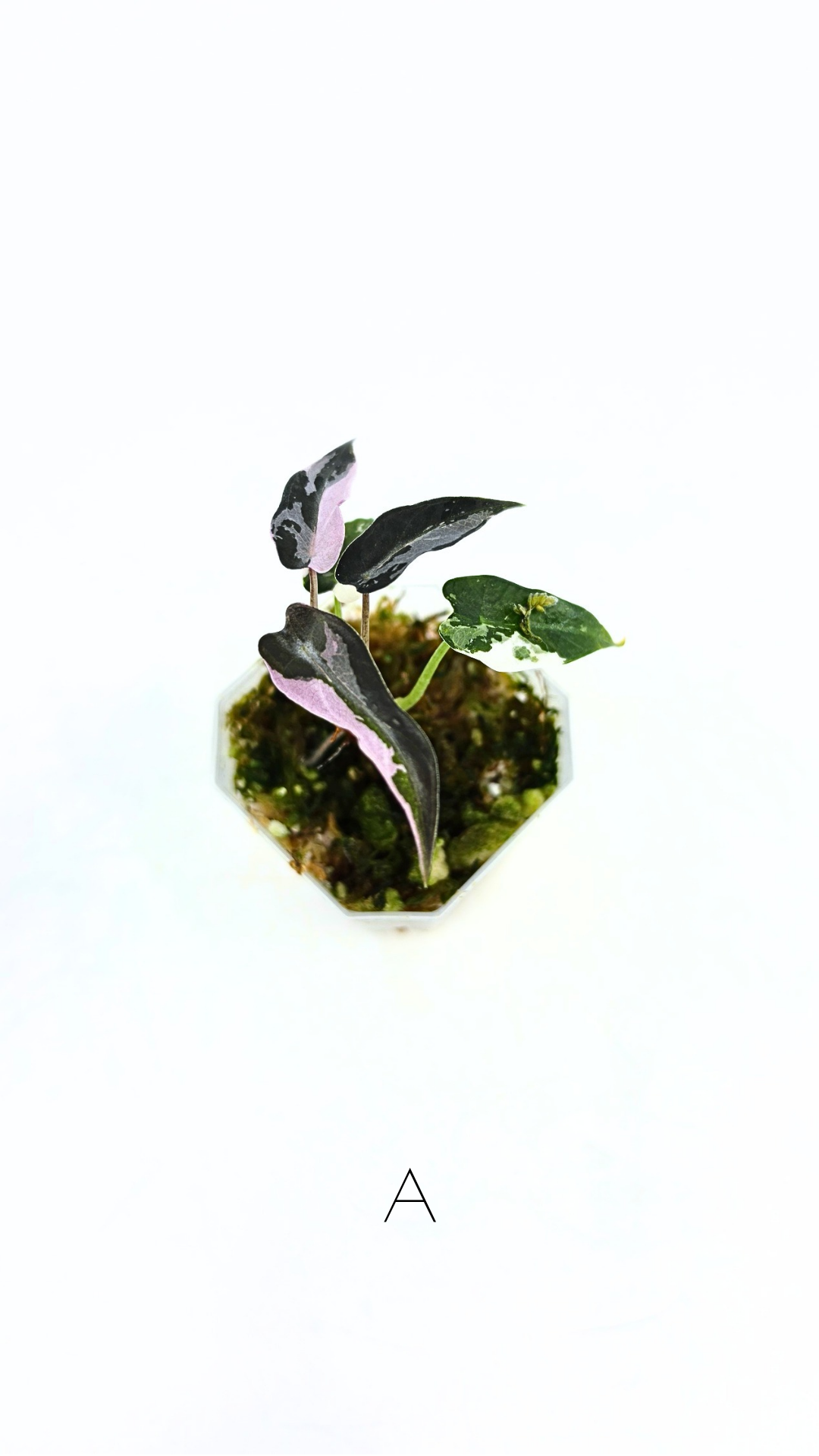 Rare indoor plant Alocasia Amazonica Bambino Pink TC plantlets available for sale at rare houseplant shop The Leaf Gallery in Perth, Western Australia