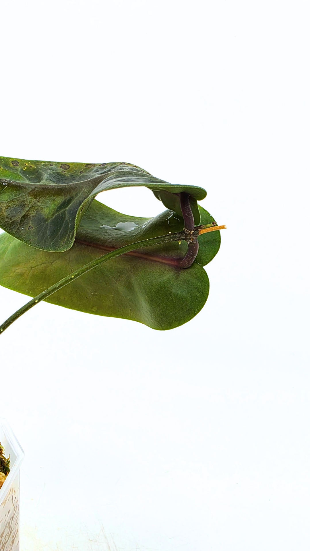 Rare waxplant hoya megalaster IML1007 available for sale at rare plant shop The Leaf Gallery in Perth, Western Australia