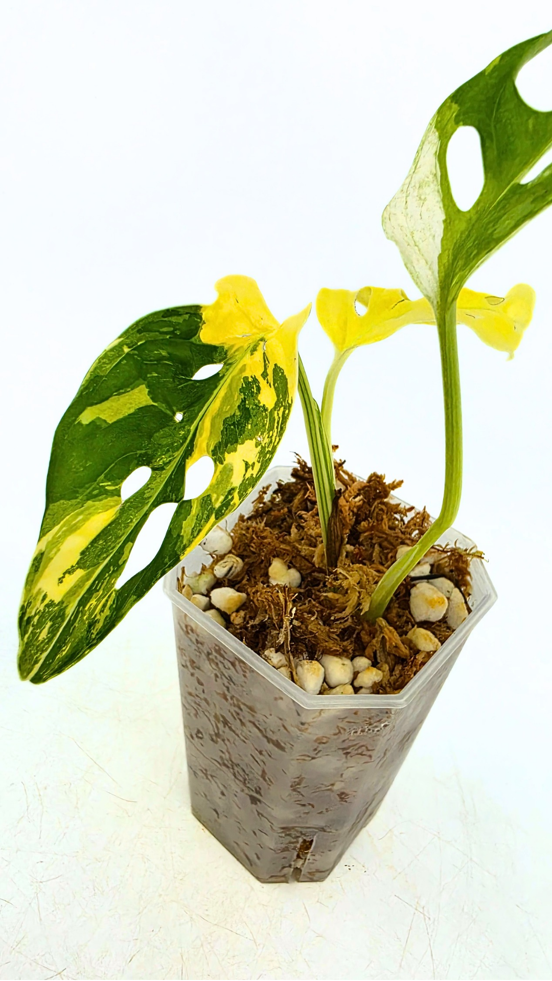 Rare indoor plant Monstera Adansonii Albo Varigated available for sale at rare houseplant shop The Leaf Gallery in Perth, Western Australia