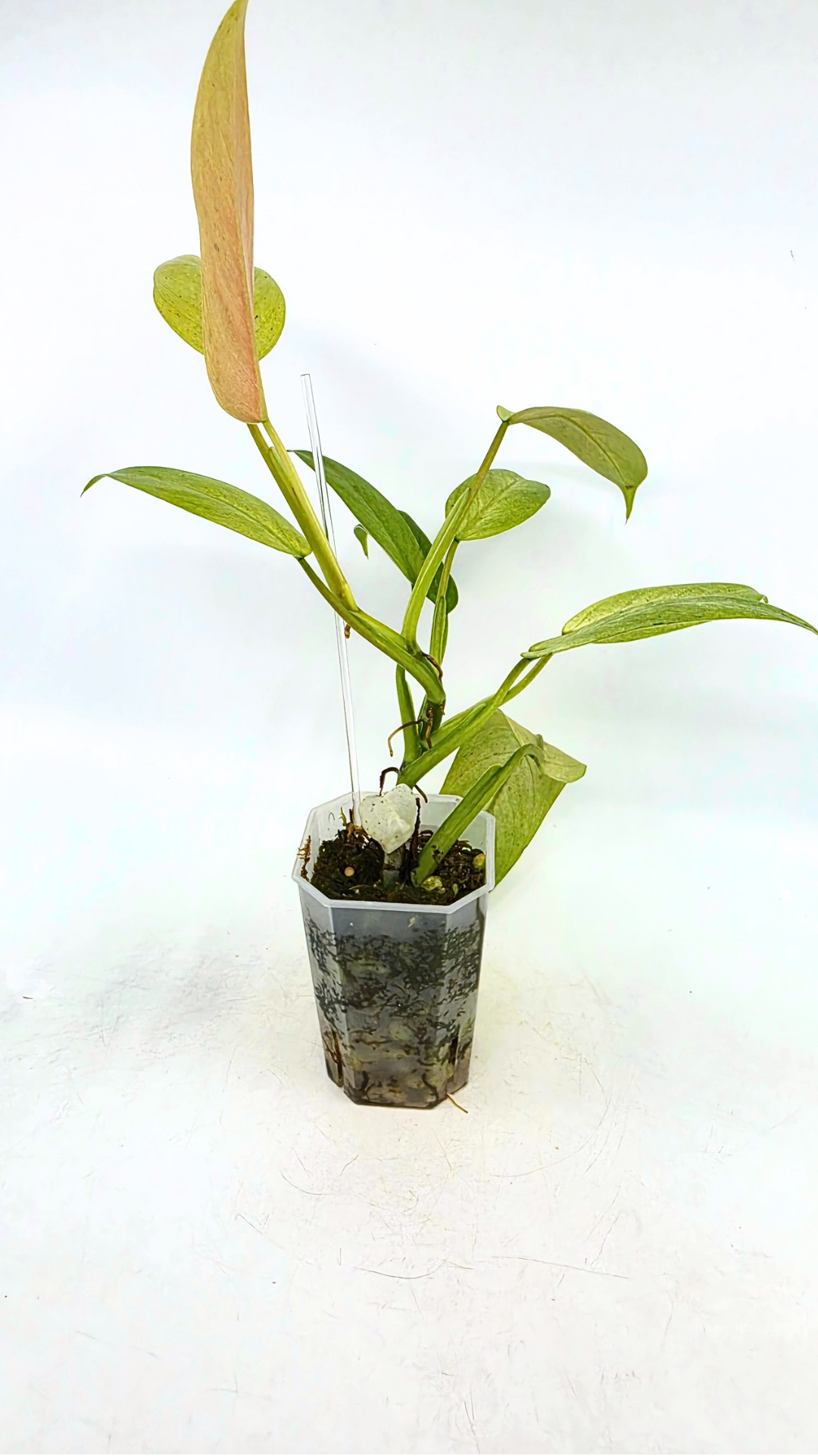 Rare indoor plant Philodendron Whipple Way available for sale at rare plant shop The Leaf Gallery in Perth, Western Australia