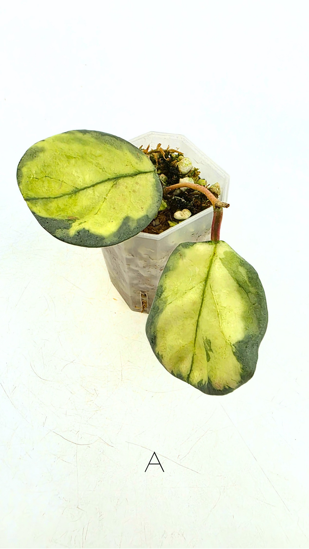 Ultra rare waxplant Hoya Argentea Princess available at rare hoya shop the Leaf Gallery in Perth, Western Australia. Rare hoya Argentea Princess is a varigated form of Hoya Nova Ghost.