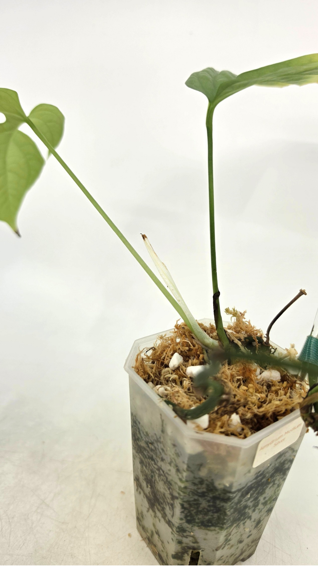 Uncommon indoor plant Cerestis Mirabilis available for sale at house plant shop The Leaf Gallery in Perth, Western Australia