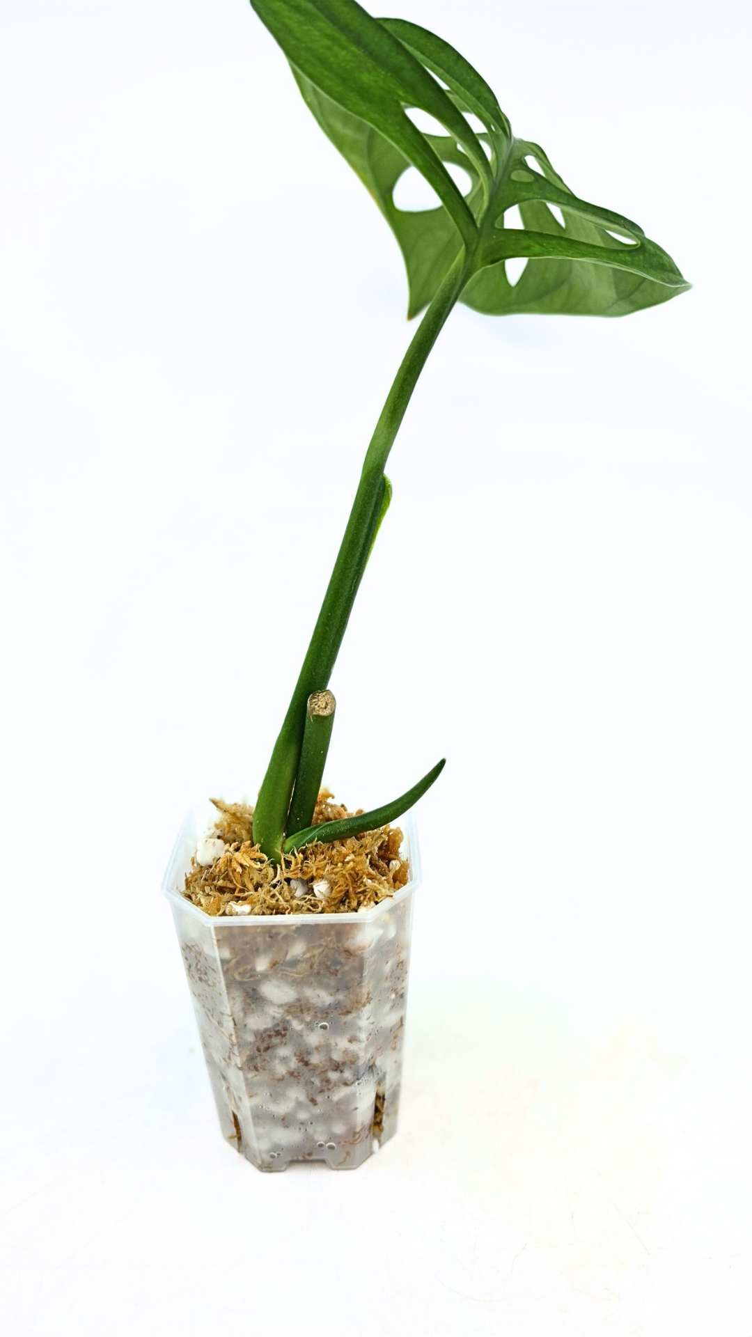 Rare indoor plant Monstera Esqueleto or Monstera Epipremnoides available for sale at rare plant shop The Leaf Gallery in Perth, Western Australia