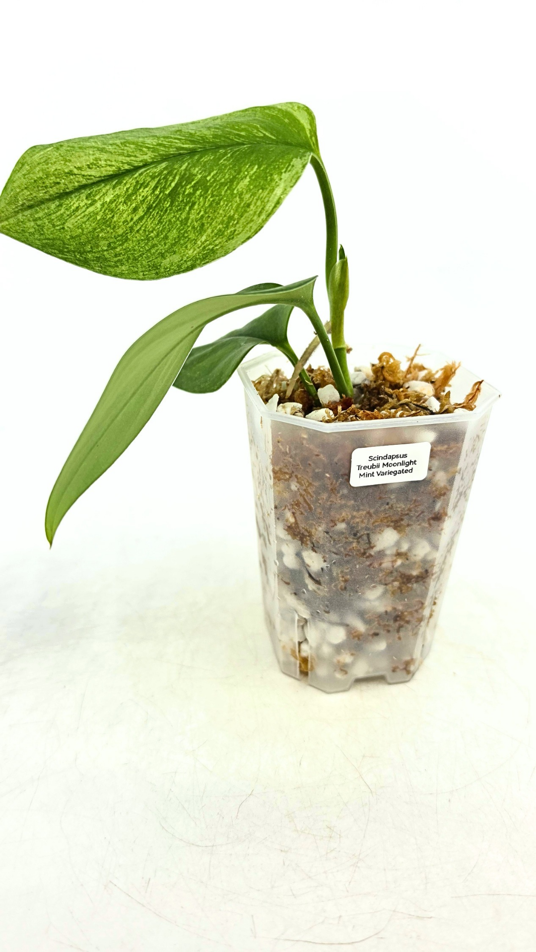 Rare indoor plant Scindapsus Treubii Moonlight Mint Varigated available at The Leaf Gallery in Perth, Western Australia