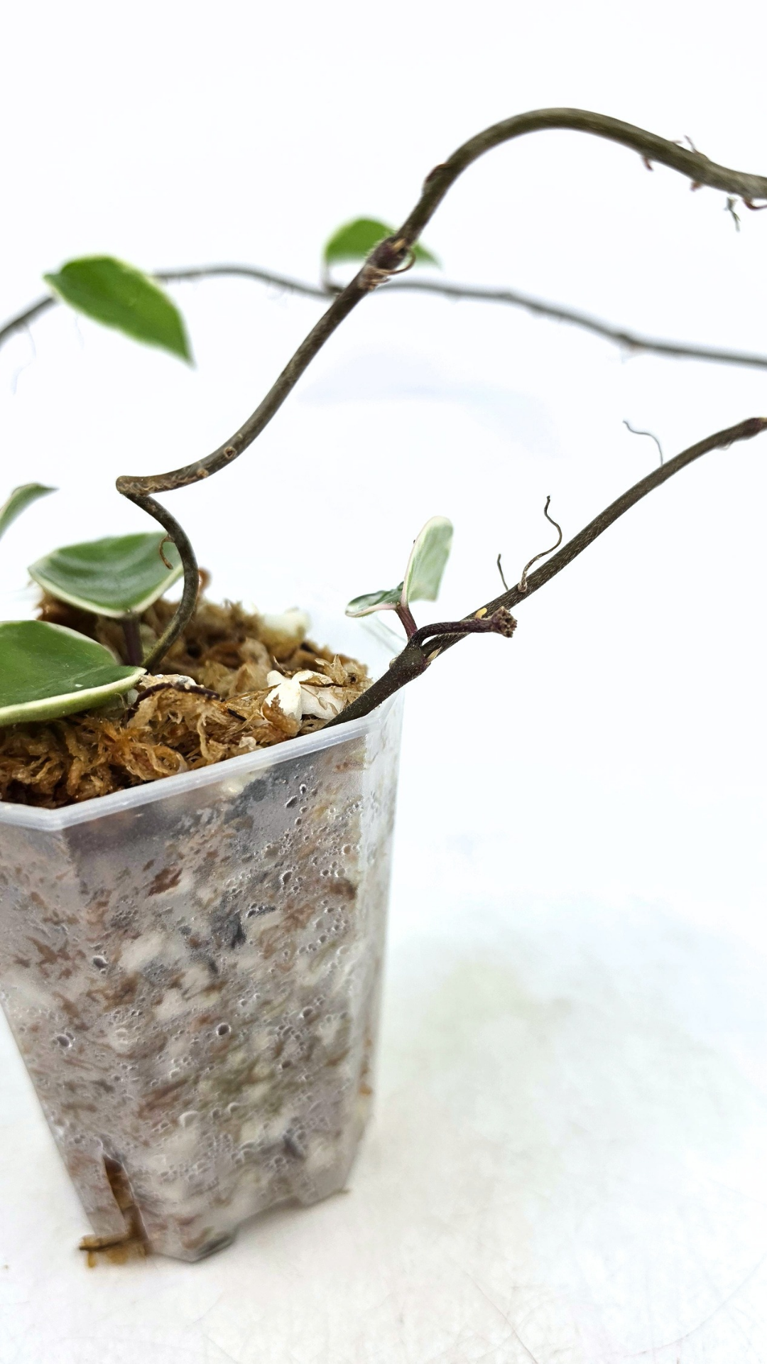 Uncommon indoor plant hoya Carnosa Krimson Queen propagated by and available for sale at rare plant shop The Leaf Gallery in Perth.