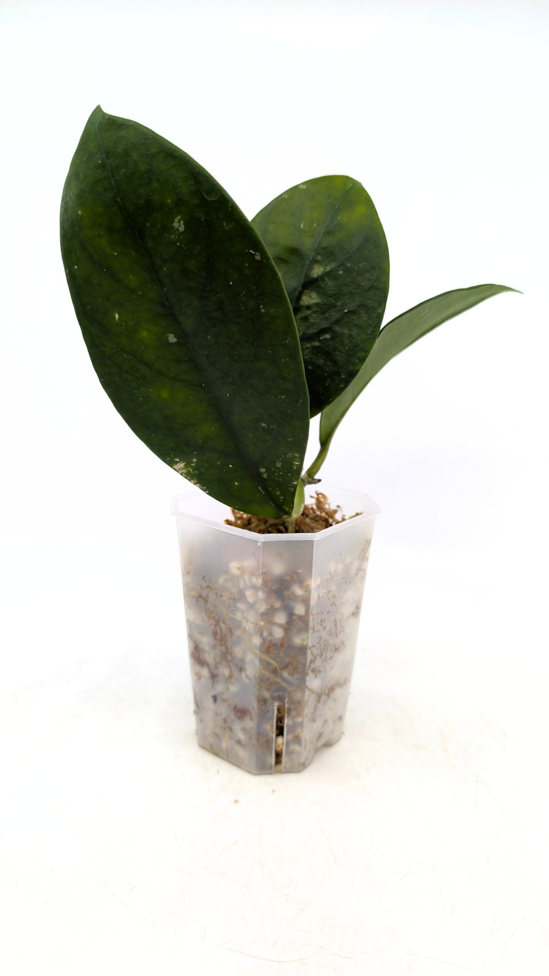 Rare waxplant Hoya Nervosa Jokul available for sale at rare plant shop The Leaf Gallery in Perth, Western Australia