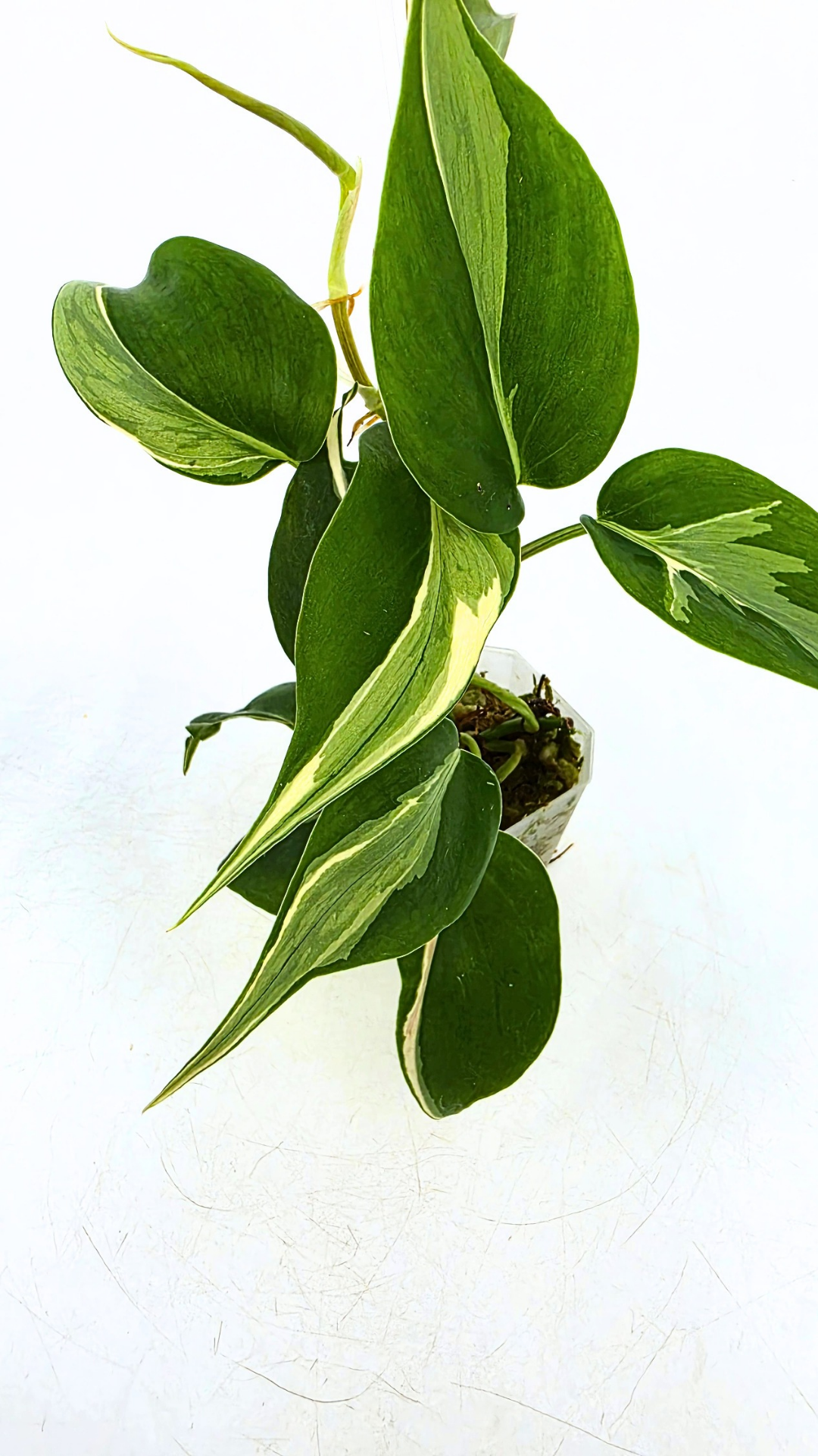 Rare indoor plant Philodendron Rio available at rare plant shop The Leaf Gallery in Perth, Western Australia.
