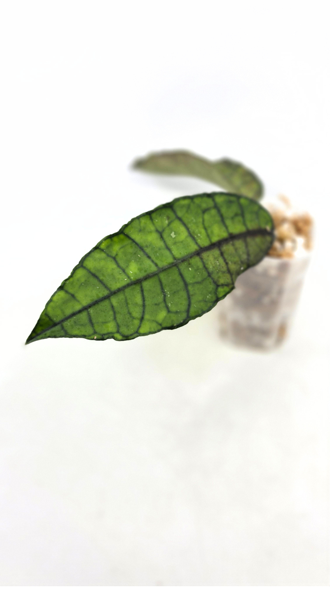 Rare Wax Plant Hoya Nong Nooch IML 1541. Indoor plant grown and propagated by rare house plant shop The Leaf Gallery in Perth, Western Australia