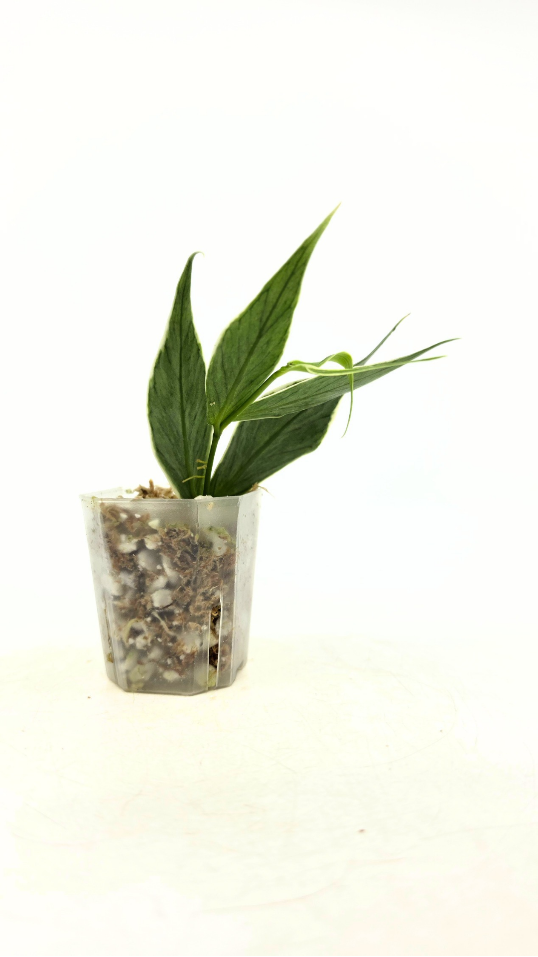 Rare waxplant Hoya Polyneura Albo Varigated also known as Fishtail Hoya Varigated available for sale at rare indoor plant shop The Leaf Gallery in Perth, Western Australia