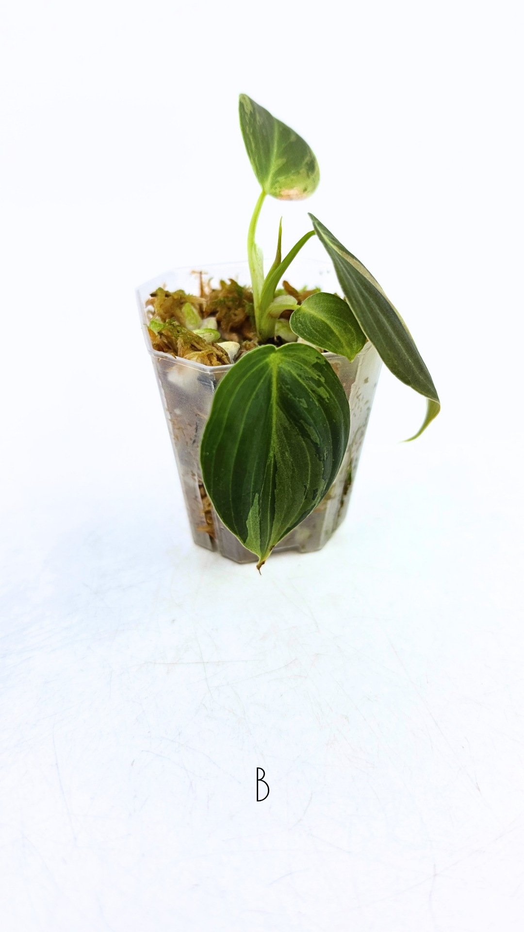 Rare plant Philodendron Melanochrysum Varigated available for sale at rare plant shop The Leaf Gallery in Perth, Western Australia