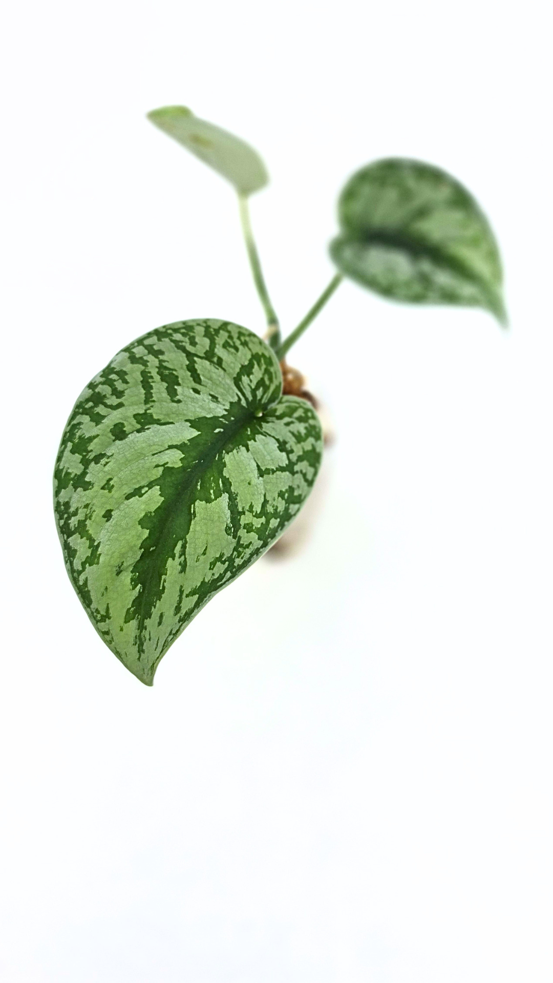Uncommon indoor plant scindapsus Exotica available for sale at rare plant shop The Leaf Gallery in Perth, Western Australia.