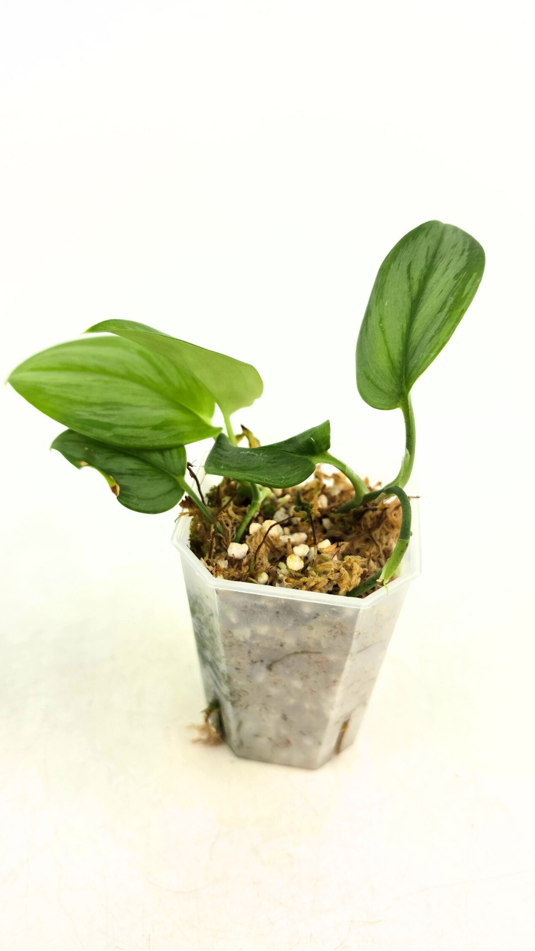 Rare indoor plant Scindapsus Treubii Moonlight available for sale at rare house plant shop The Leaf Gallery in Perth, Western Australia