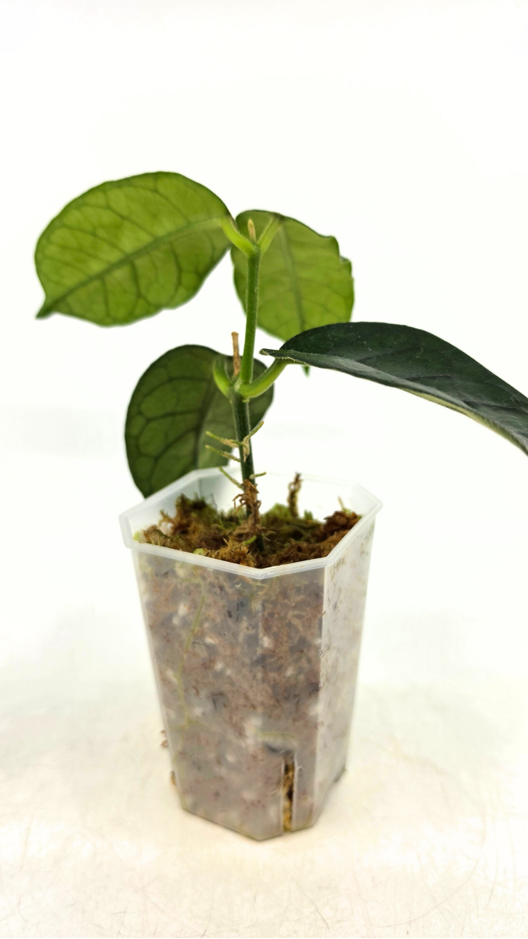 Rare waxplant Hoya Globulosa Cao Bang available for sale at rare plant shop The Leaf Gallery in Perth, Western Australia