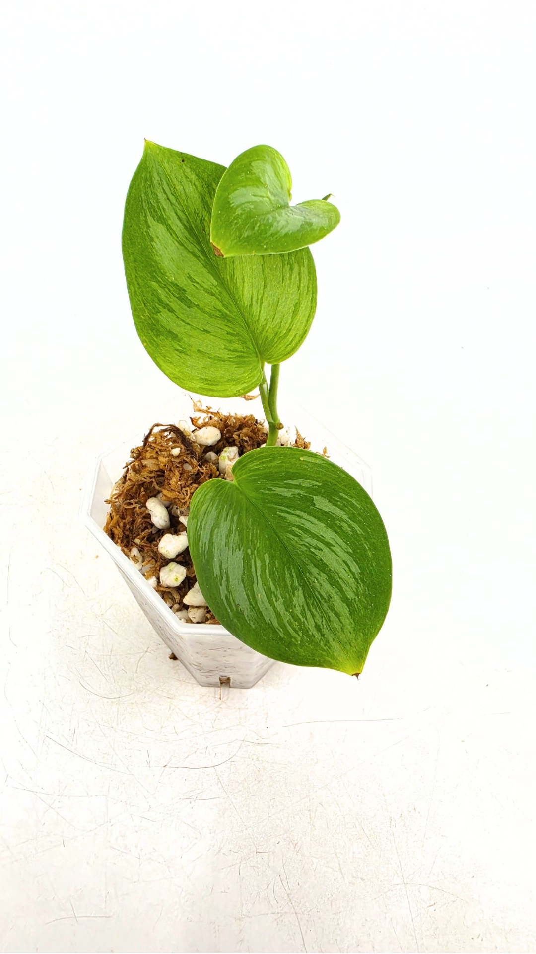 Rare indoor plant Scindapsus Treubii Moonlight available for sale at rare house plant shop The Leaf Gallery in Perth, Western Australia