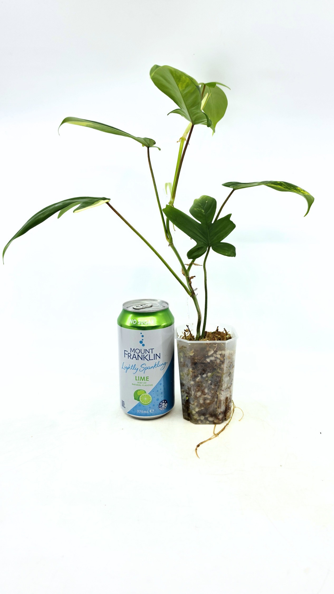 Rare indoor plant Philodendron Florida Beauty Varigated available at rare plant shop The Leaf Gallery in Perth, Western Australia